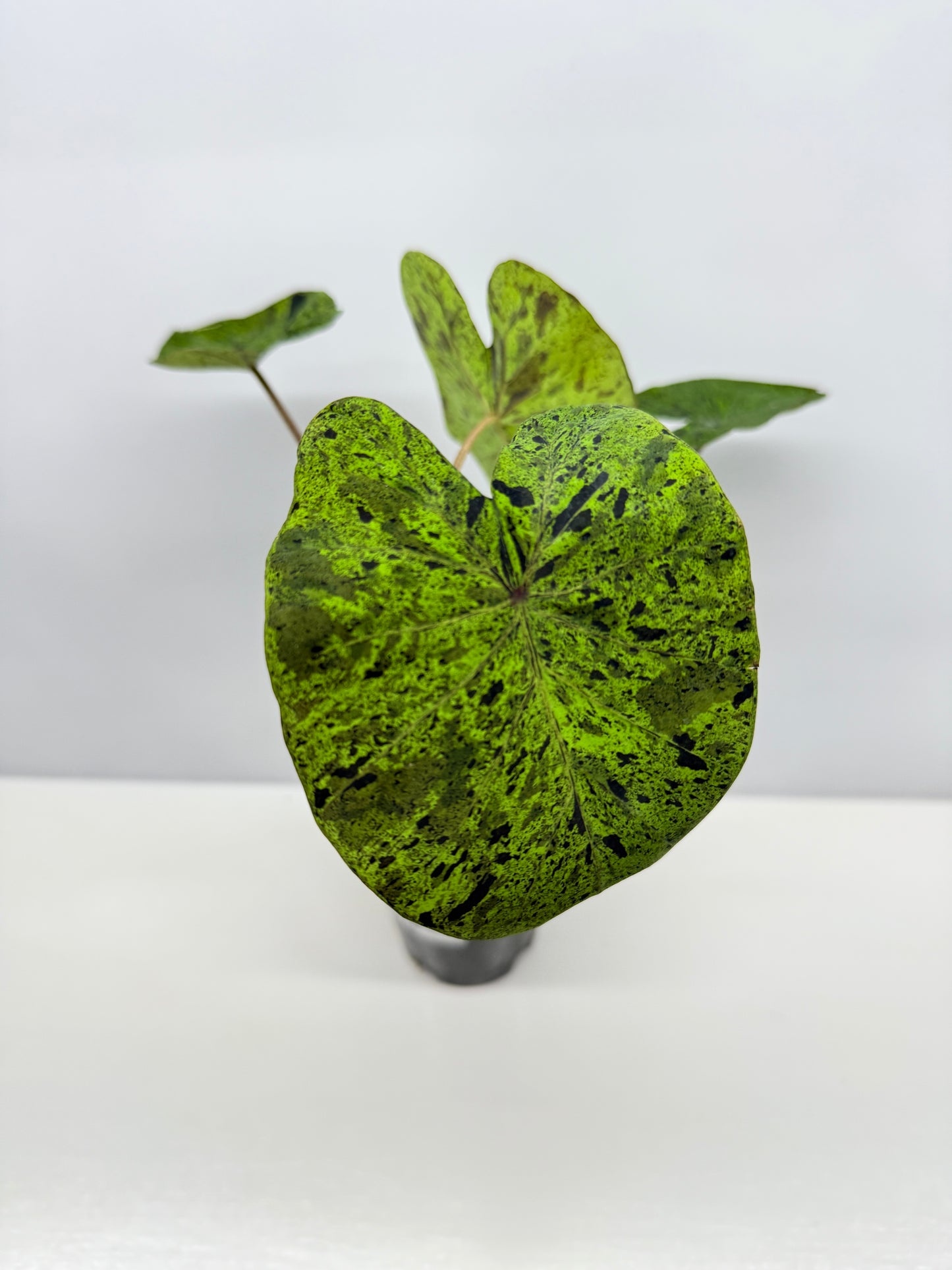 Colocasia Golden Mojito - New Release Y35
