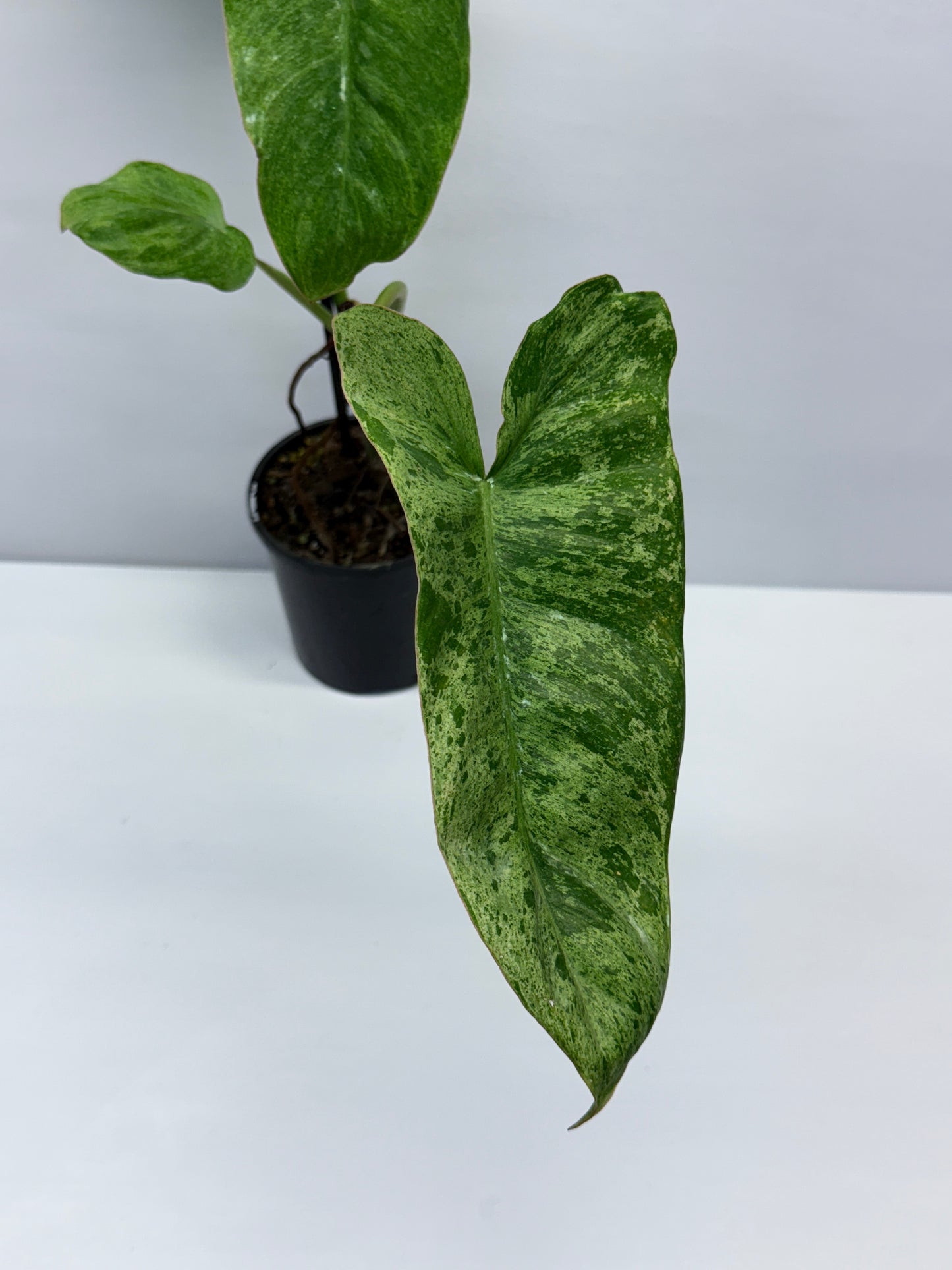 Philodendron Pariso Verde Q19