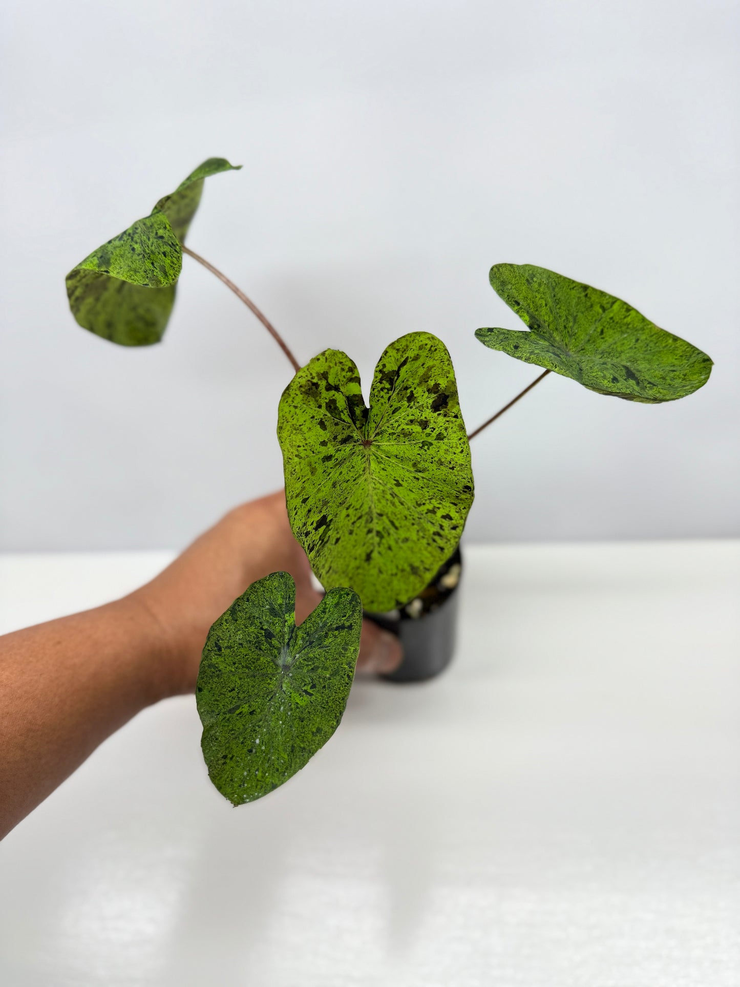 Colocasia Golden Mojito - New Release Y35