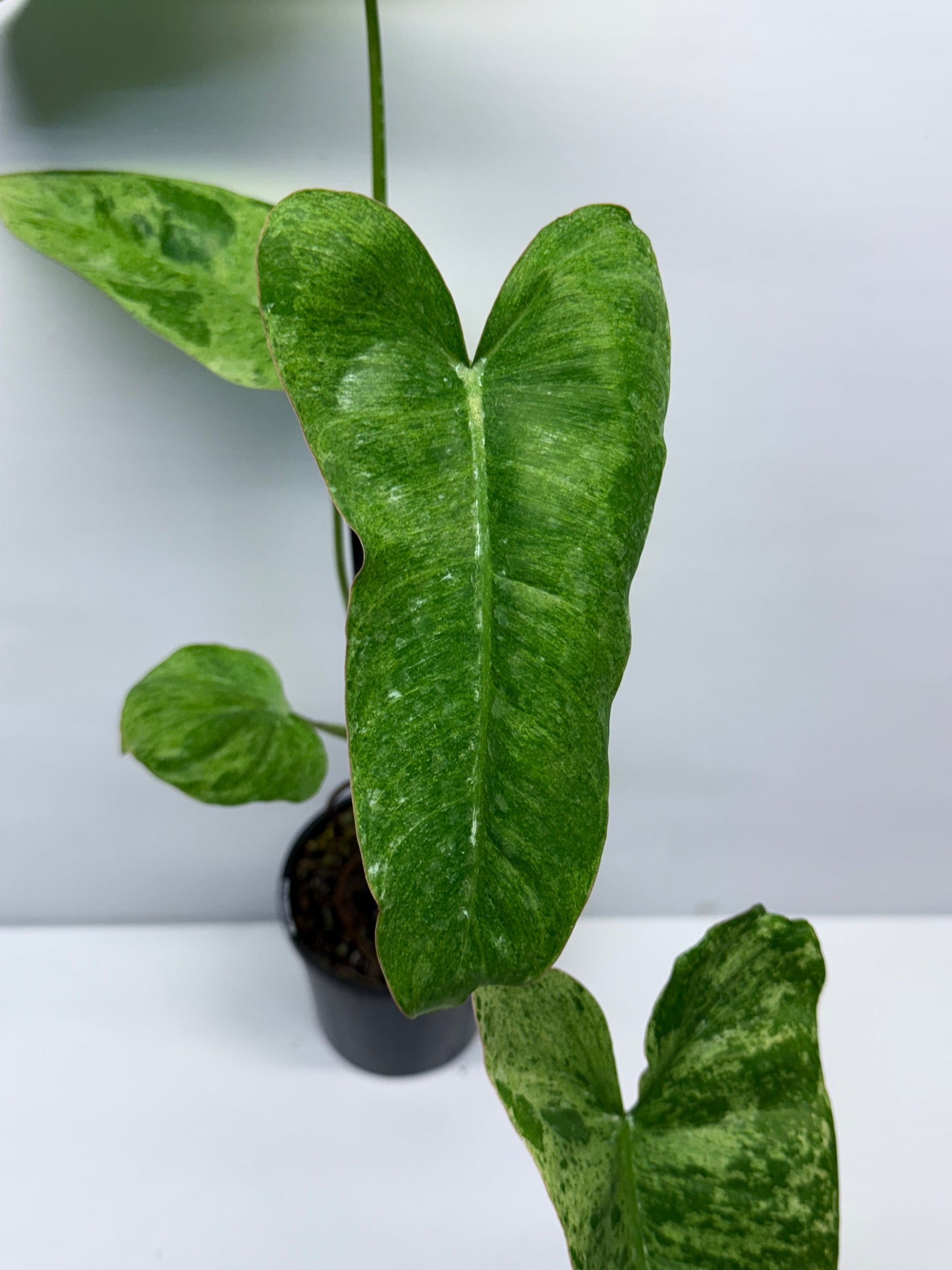 Philodendron Pariso Verde Q19