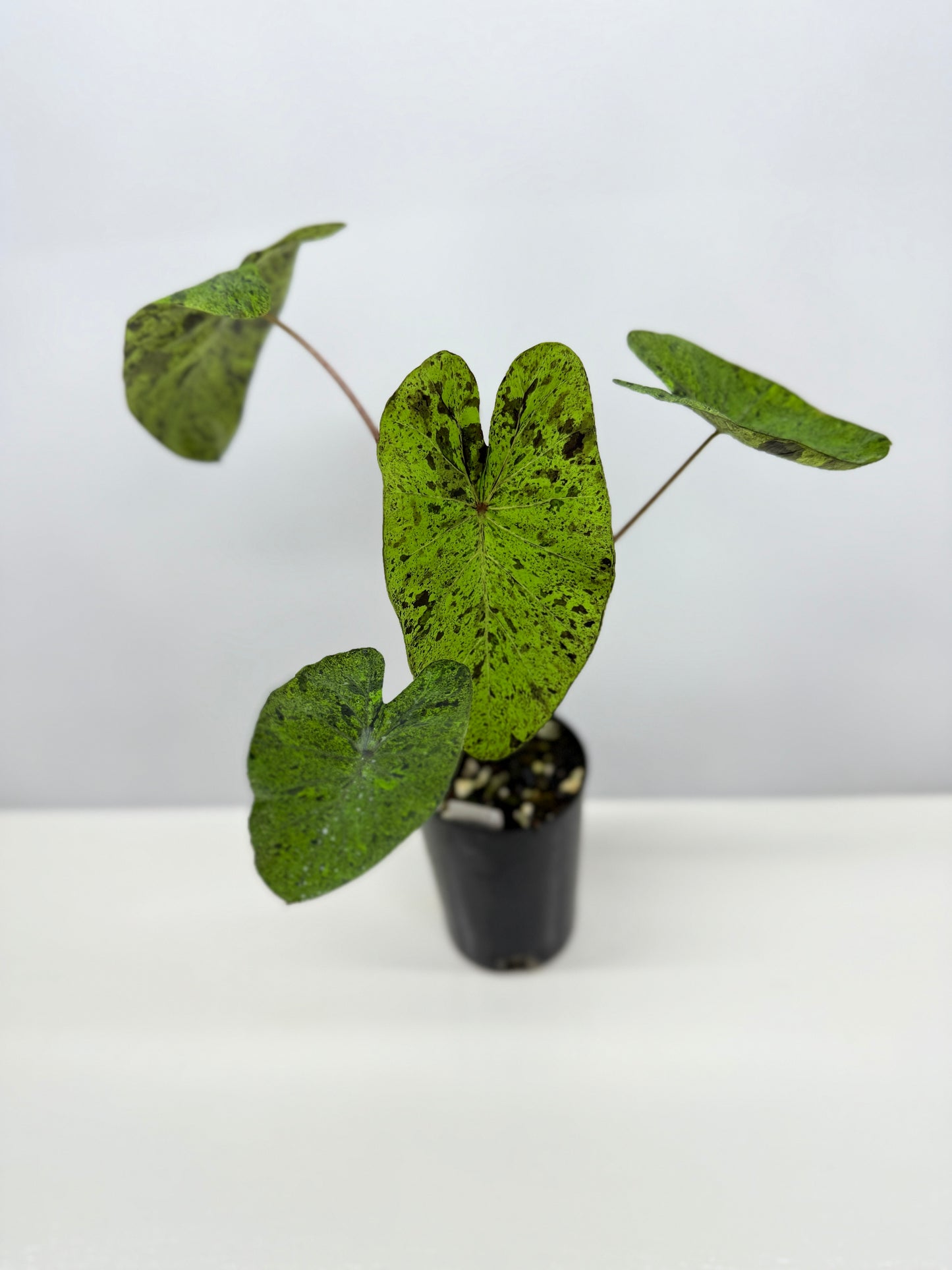 Colocasia Golden Mojito - New Release Y35