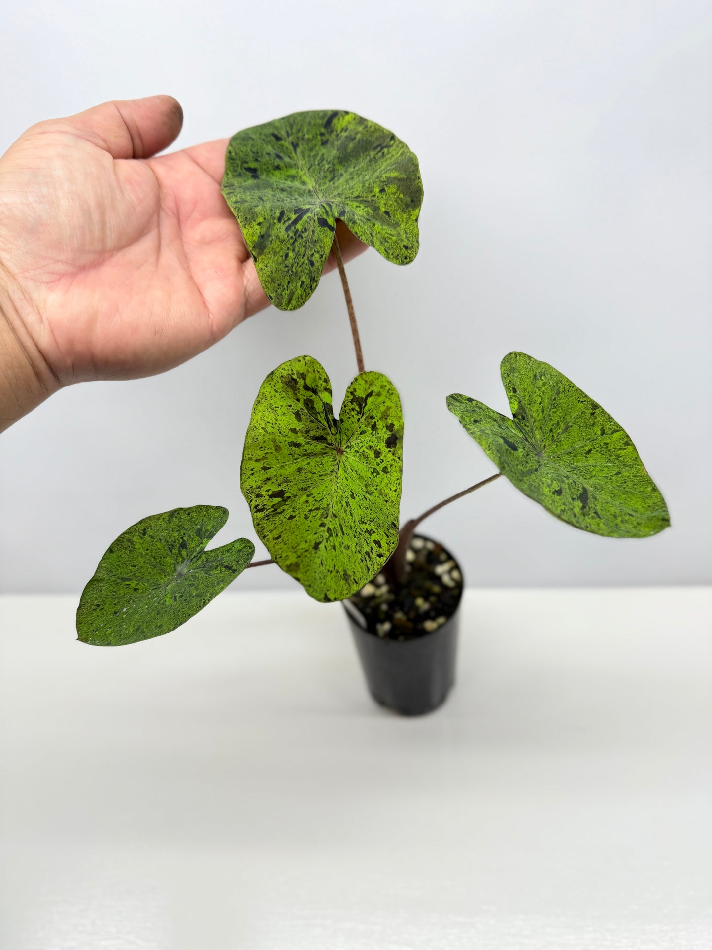 Colocasia Golden Mojito - New Release Y35