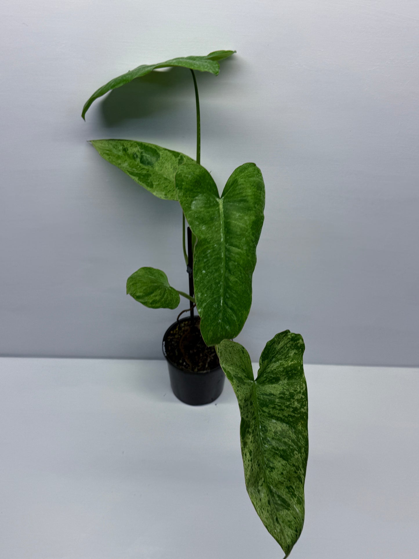 Philodendron Pariso Verde Q19