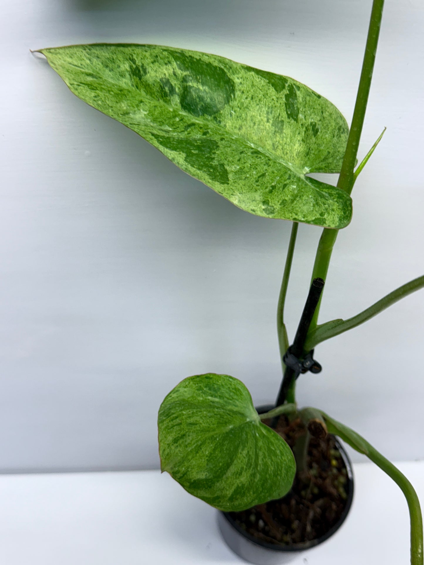 Philodendron Pariso Verde Q19