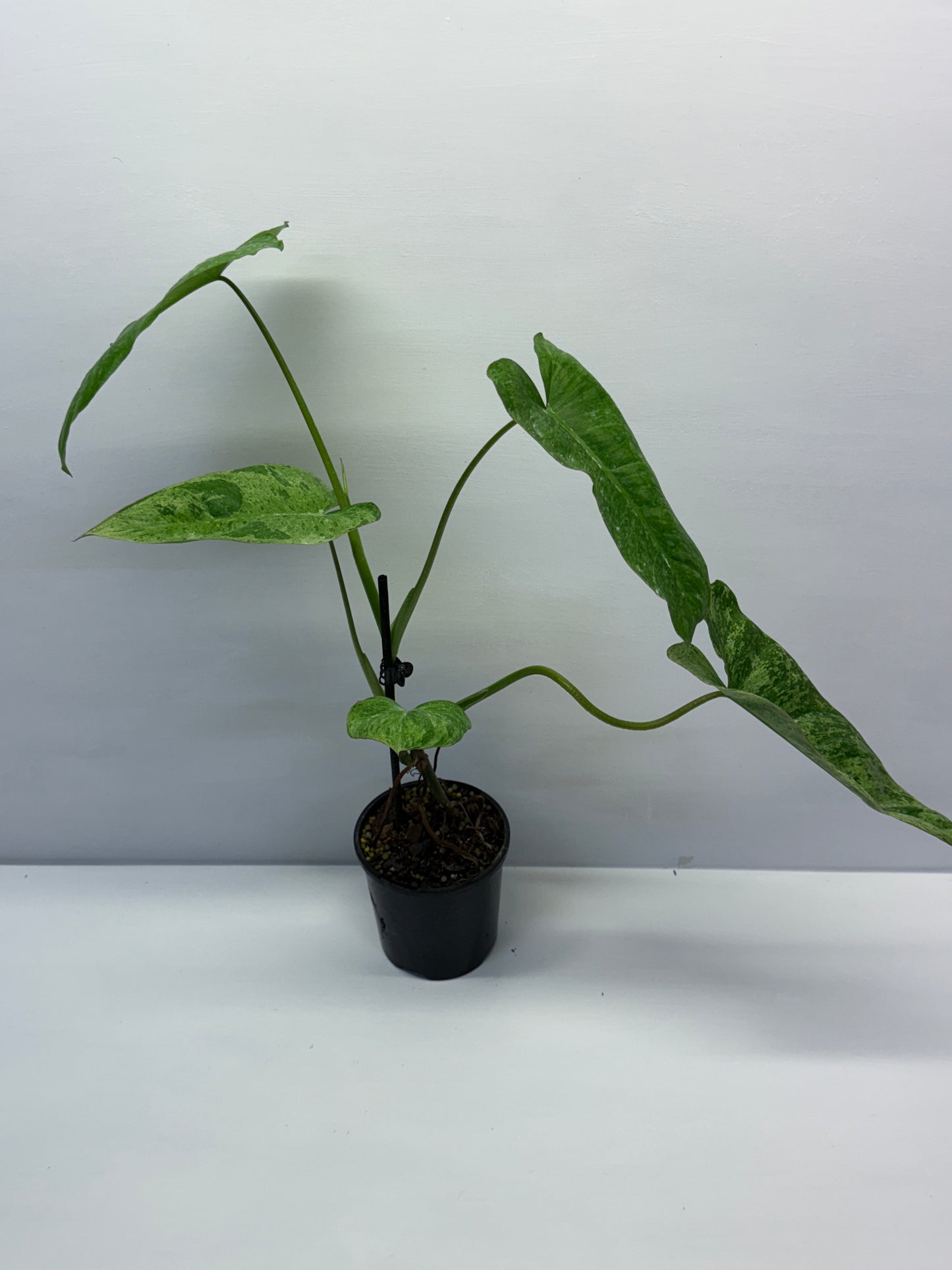 Philodendron Pariso Verde Q19