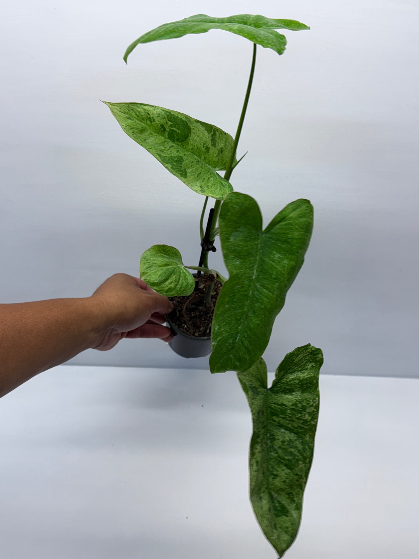 Philodendron Pariso Verde Q19