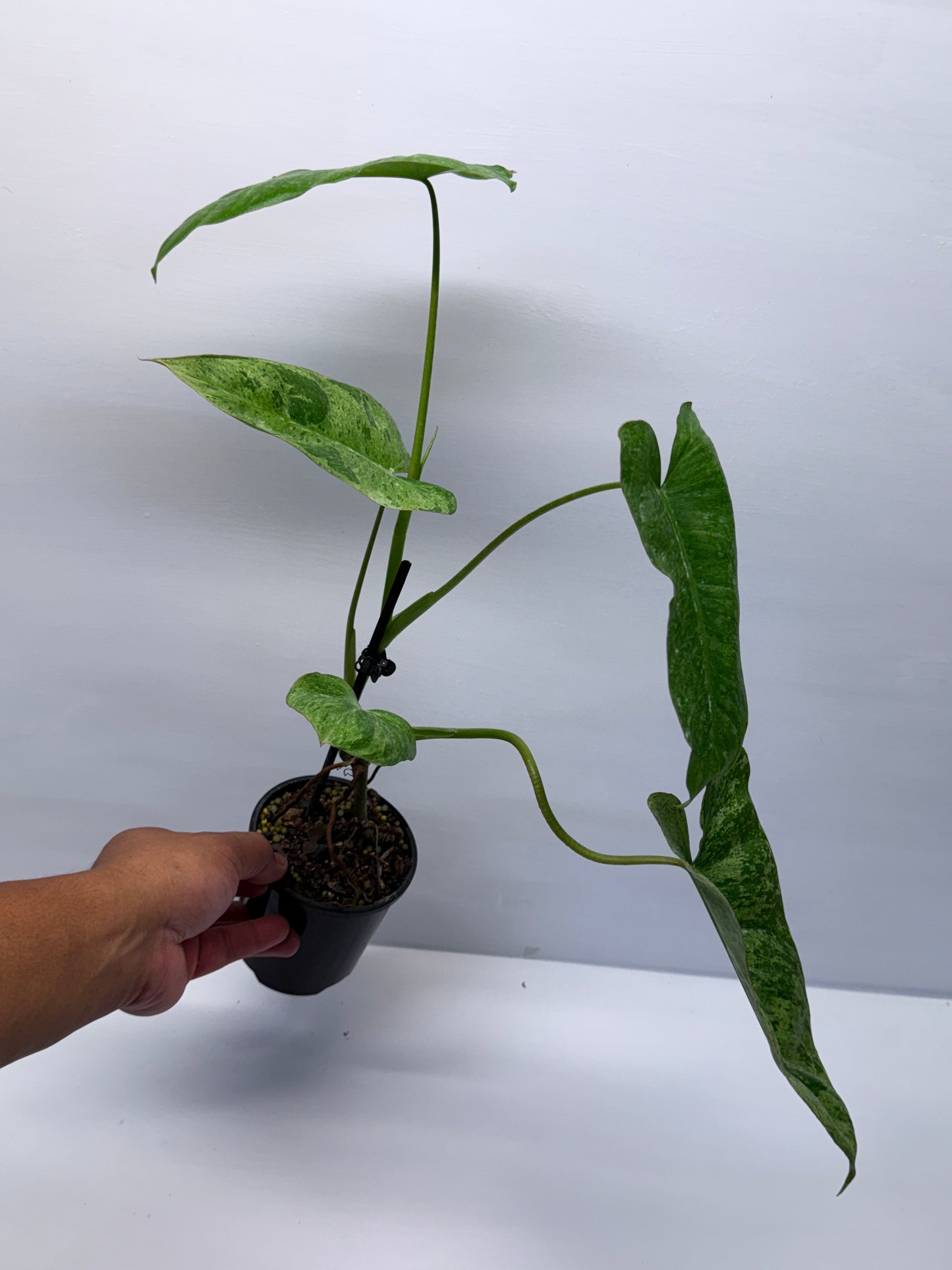 Philodendron Pariso Verde Q19