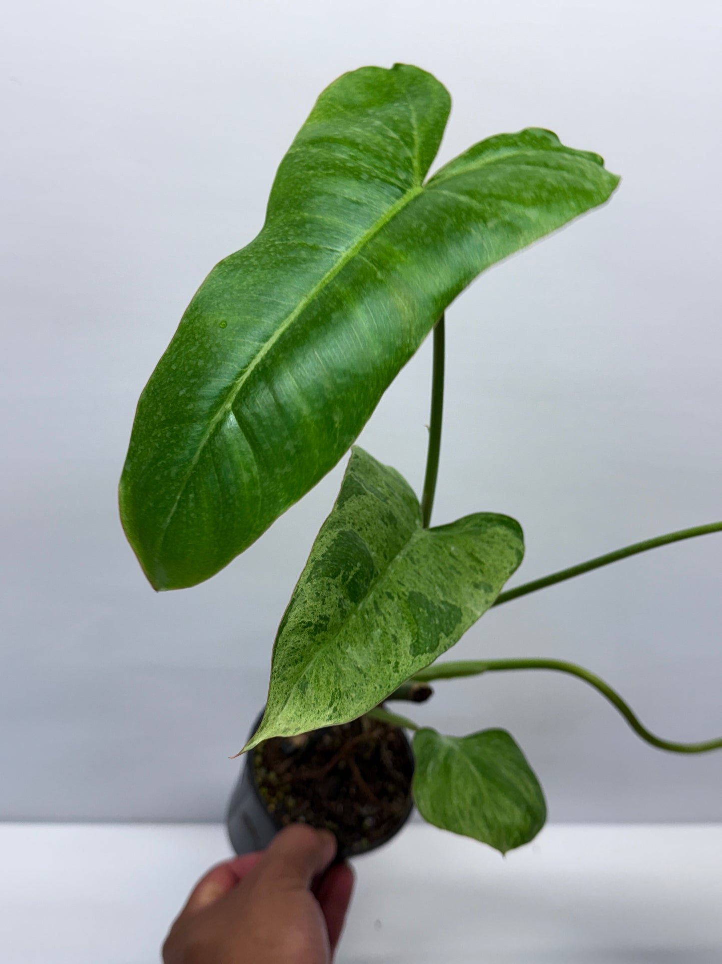 Philodendron Pariso Verde Q19
