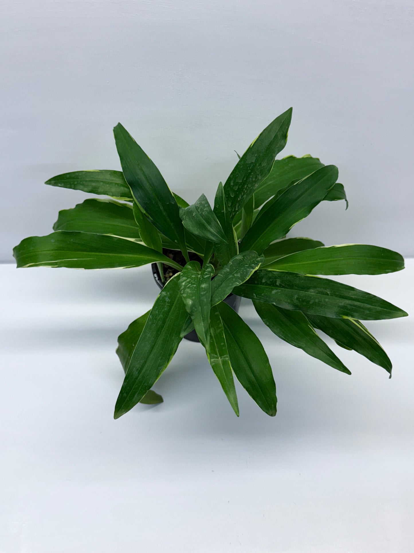 Kaempferia gilbertii Variegated Peacock Ginger Q22