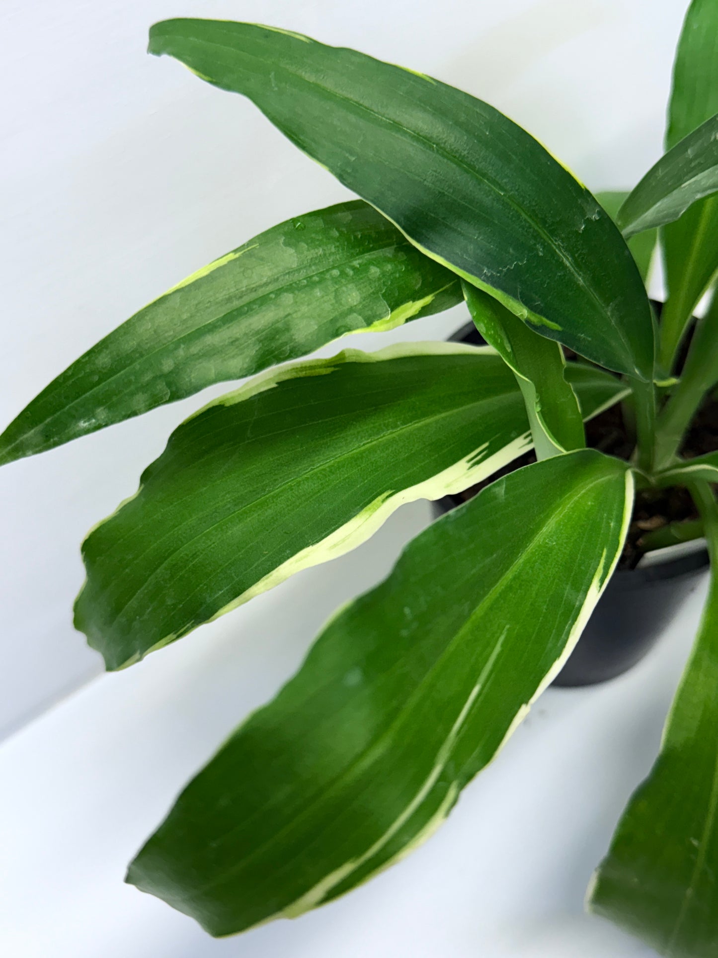 Kaempferia gilbertii Variegated Peacock Ginger Q22