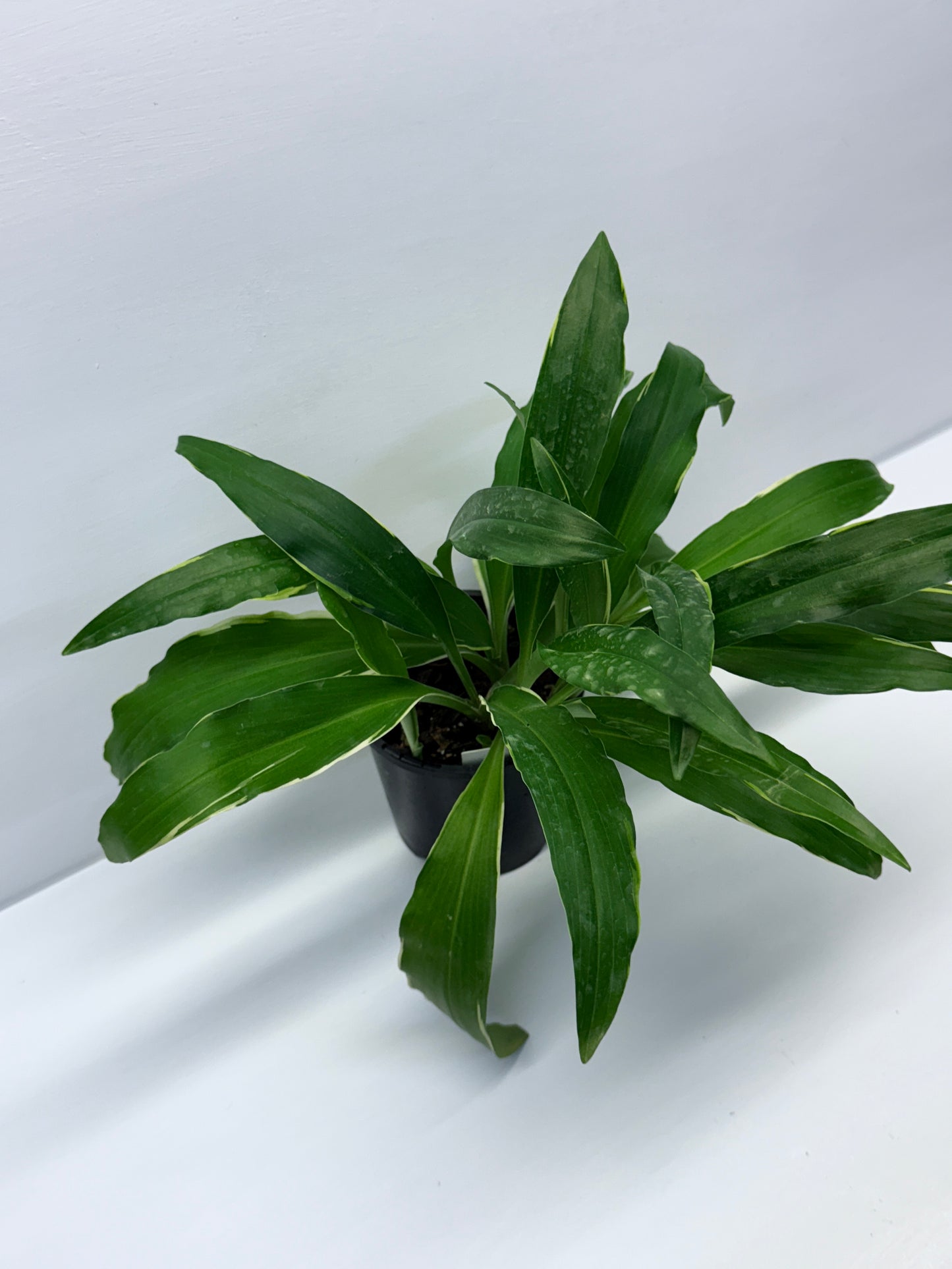 Kaempferia gilbertii Variegated Peacock Ginger Q22