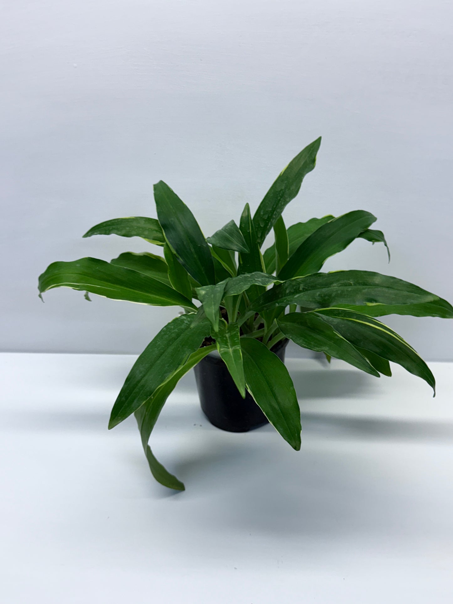 Kaempferia gilbertii Variegated Peacock Ginger Q22