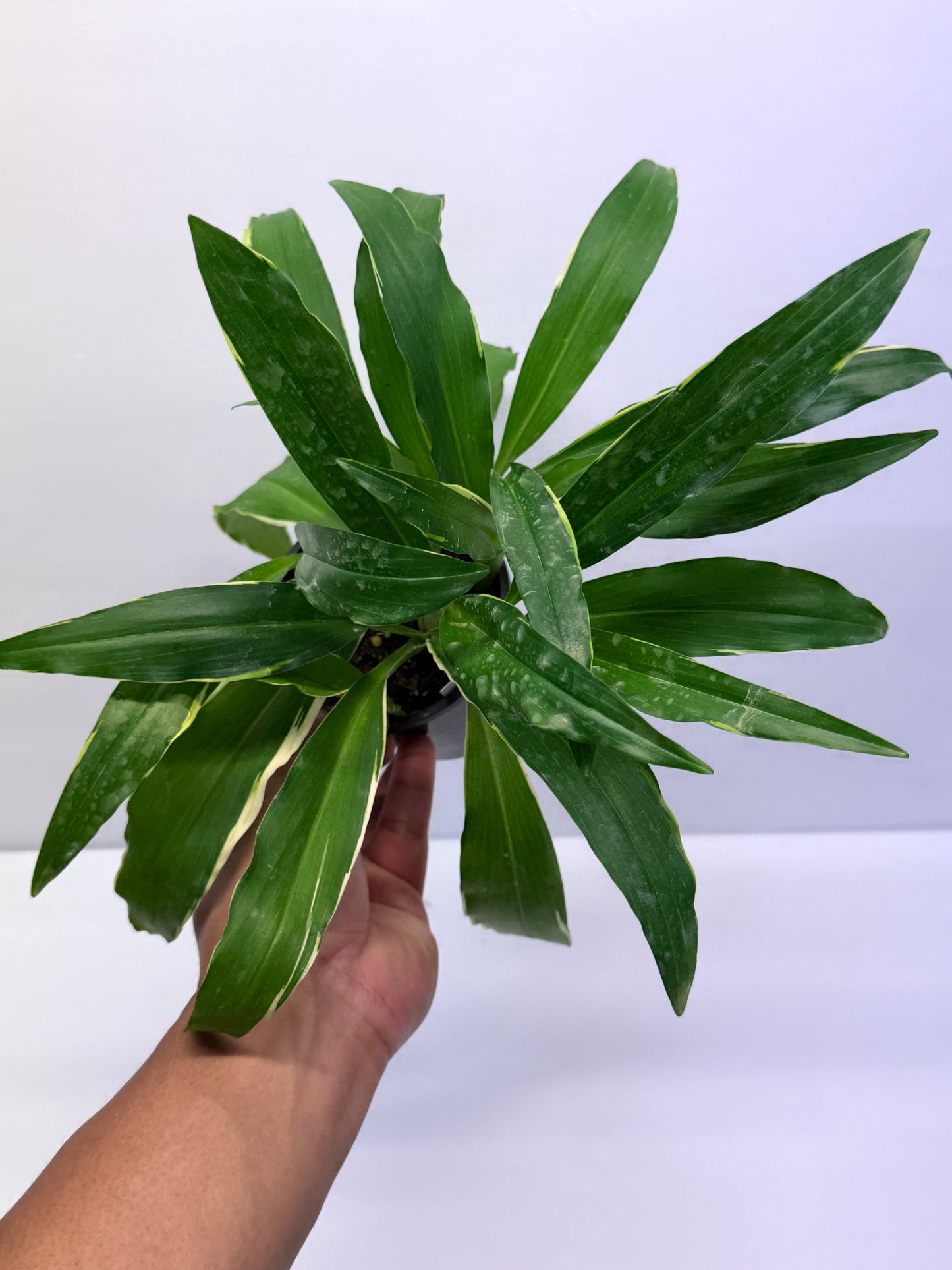 Kaempferia gilbertii Variegated Peacock Ginger Q22