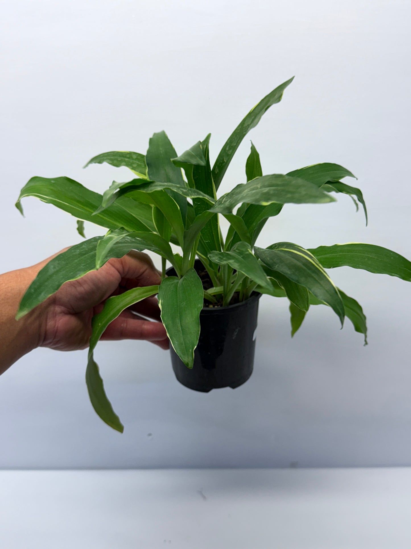 Kaempferia gilbertii Variegated Peacock Ginger Q22