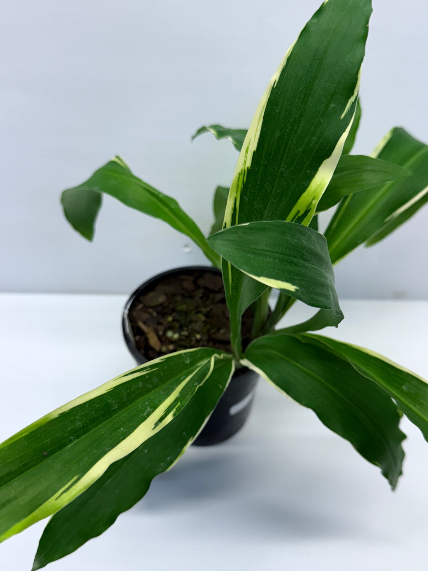 Kaempferia gilbertii Variegated Peacock Ginger Q38