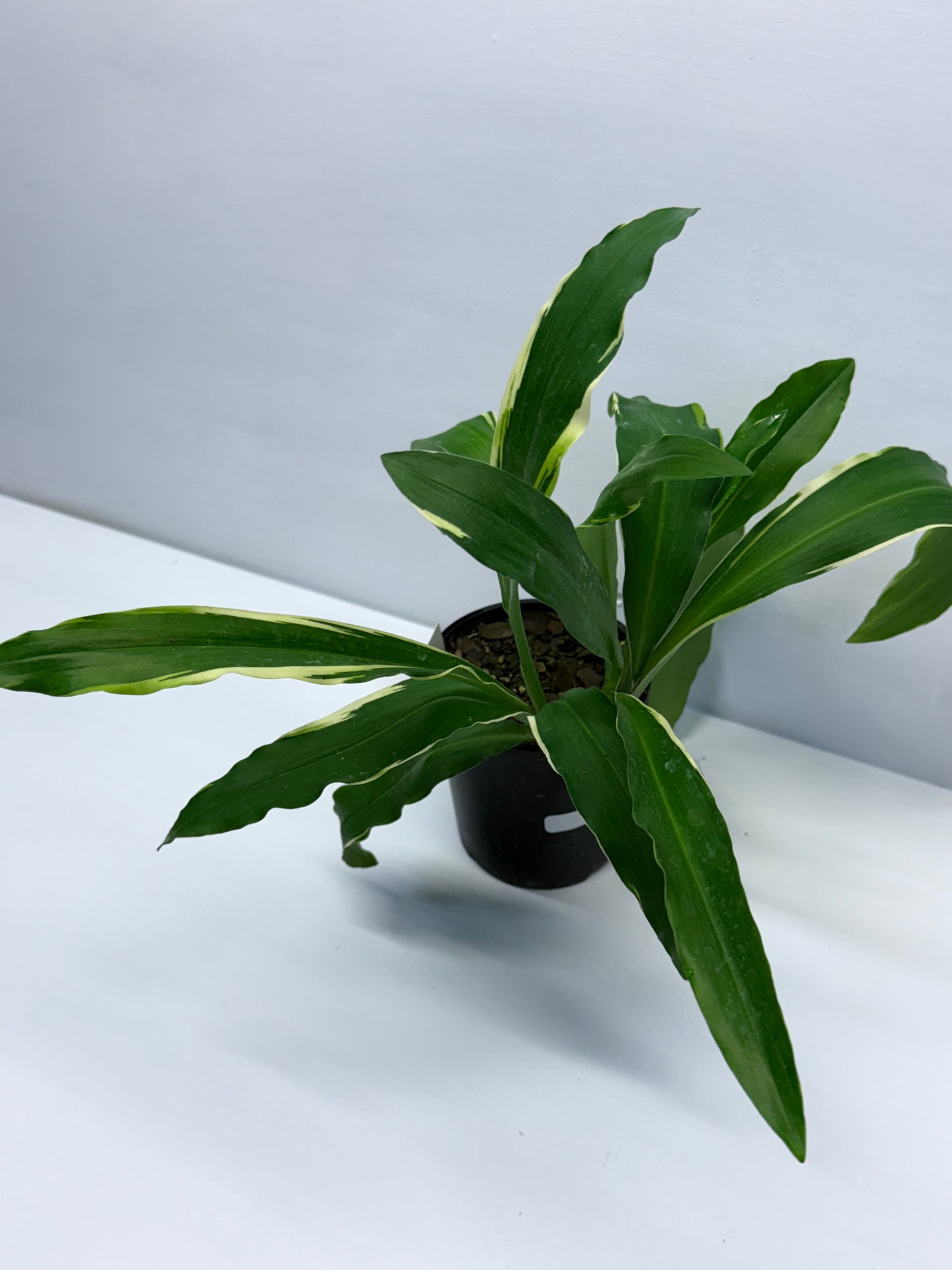 Kaempferia gilbertii Variegated Peacock Ginger Q38