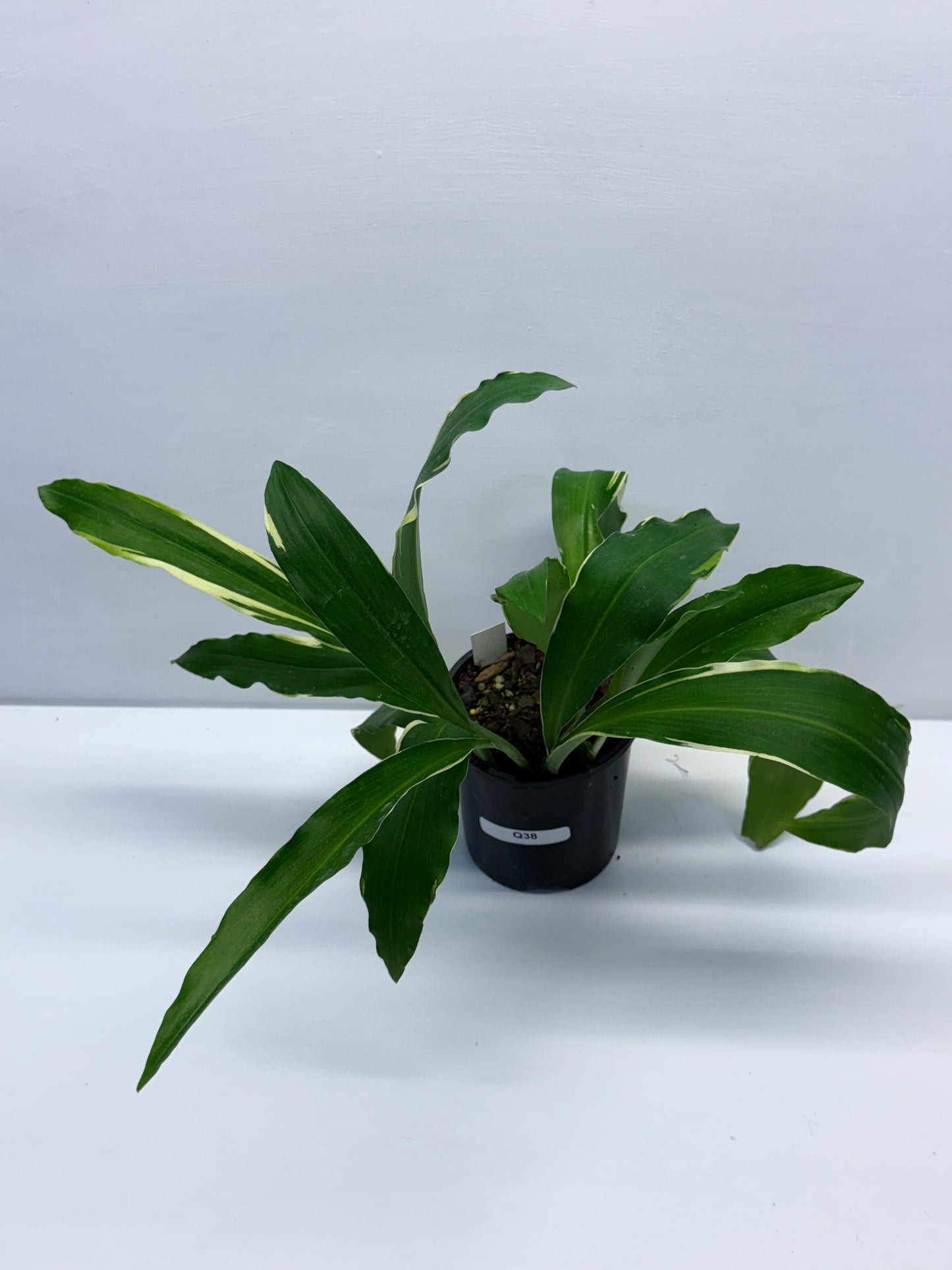 Kaempferia gilbertii Variegated Peacock Ginger Q38