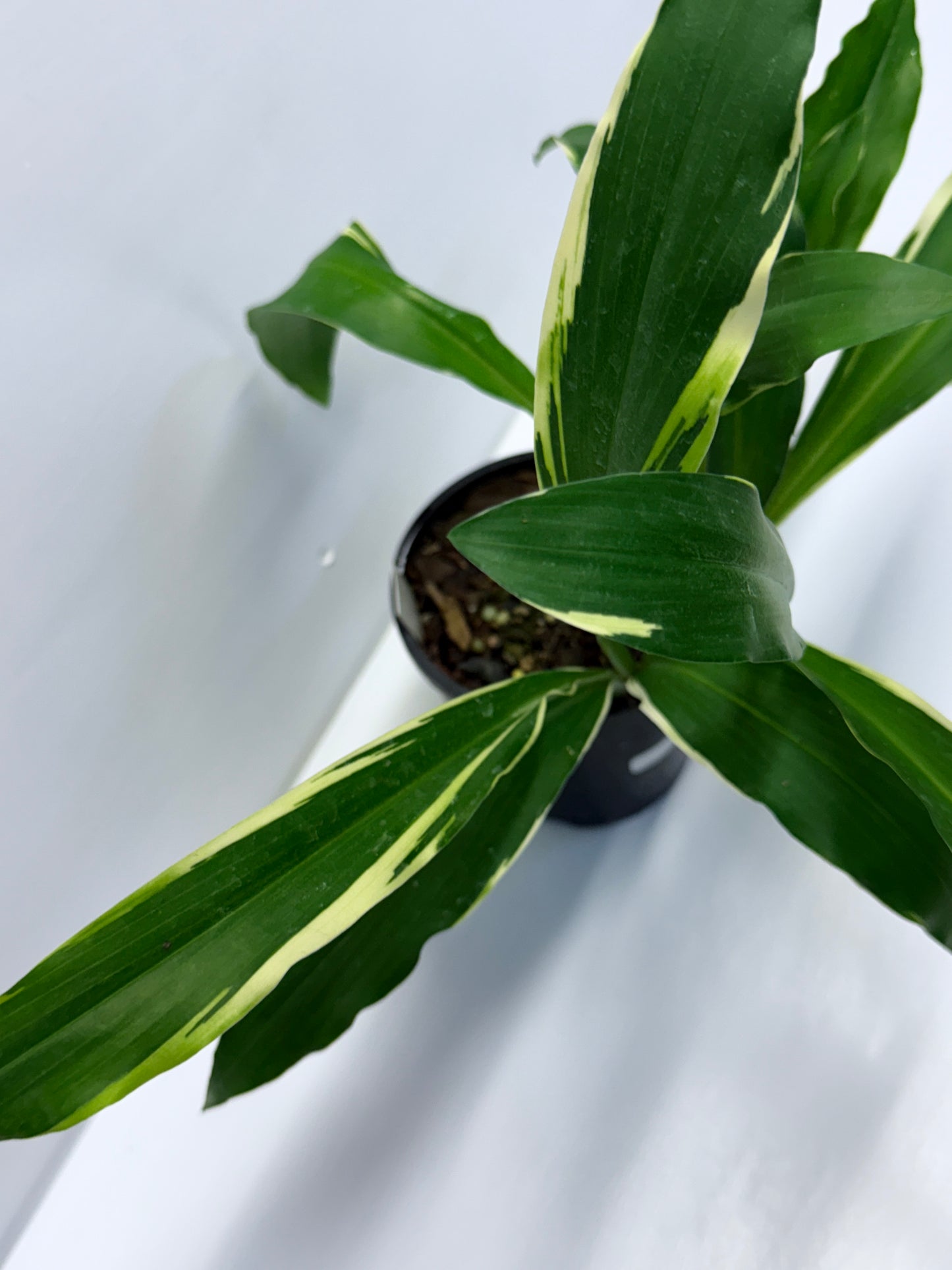 Kaempferia gilbertii Variegated Peacock Ginger Q38