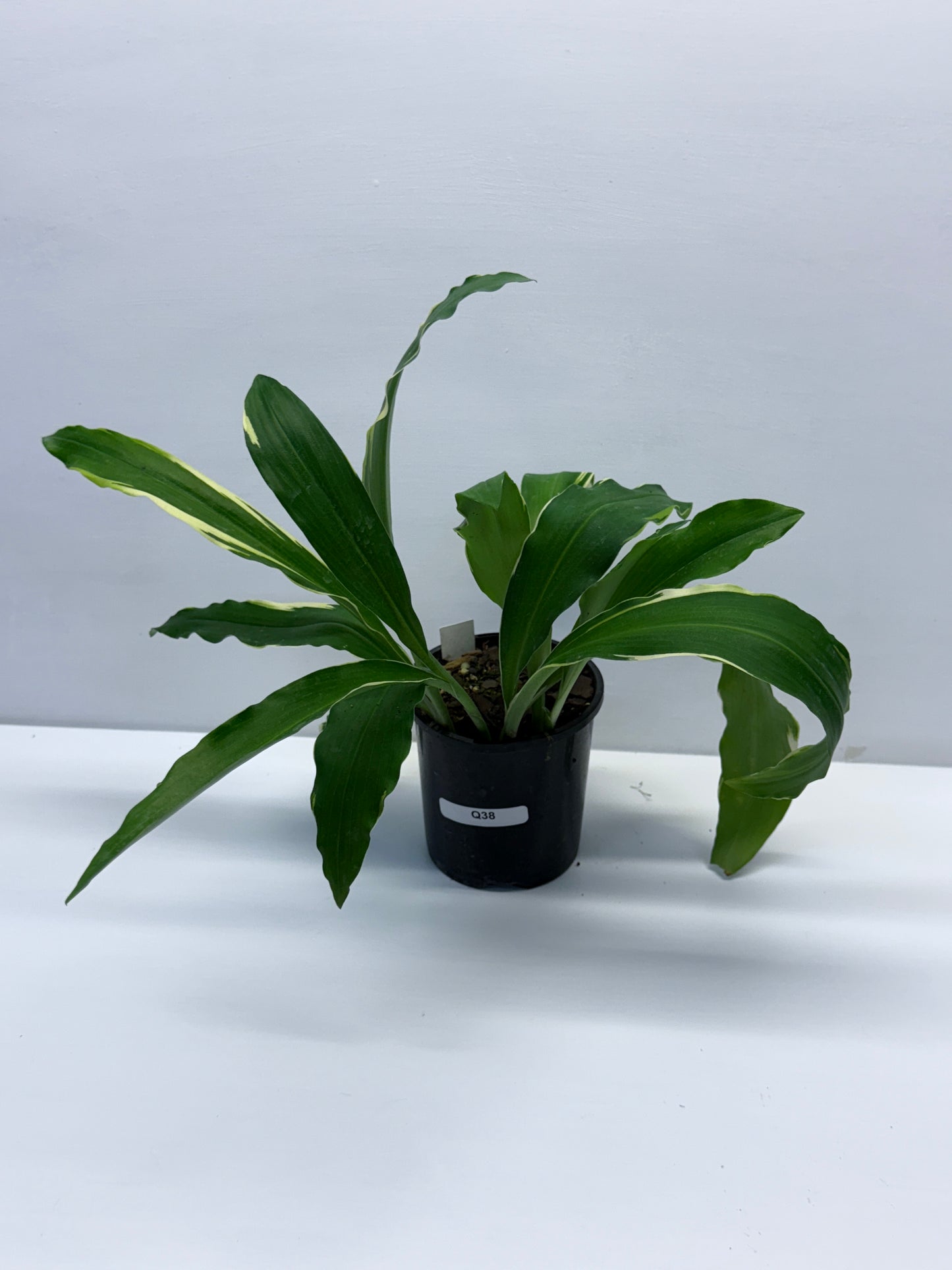 Kaempferia gilbertii Variegated Peacock Ginger Q38