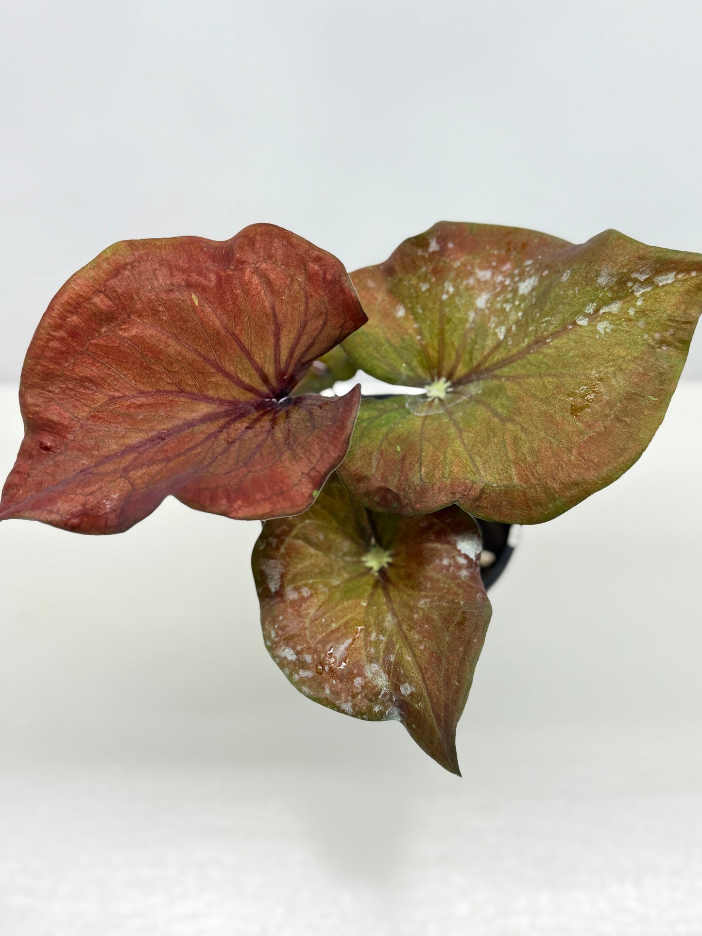 Caladium Ebony - Best Pick of the Crop!