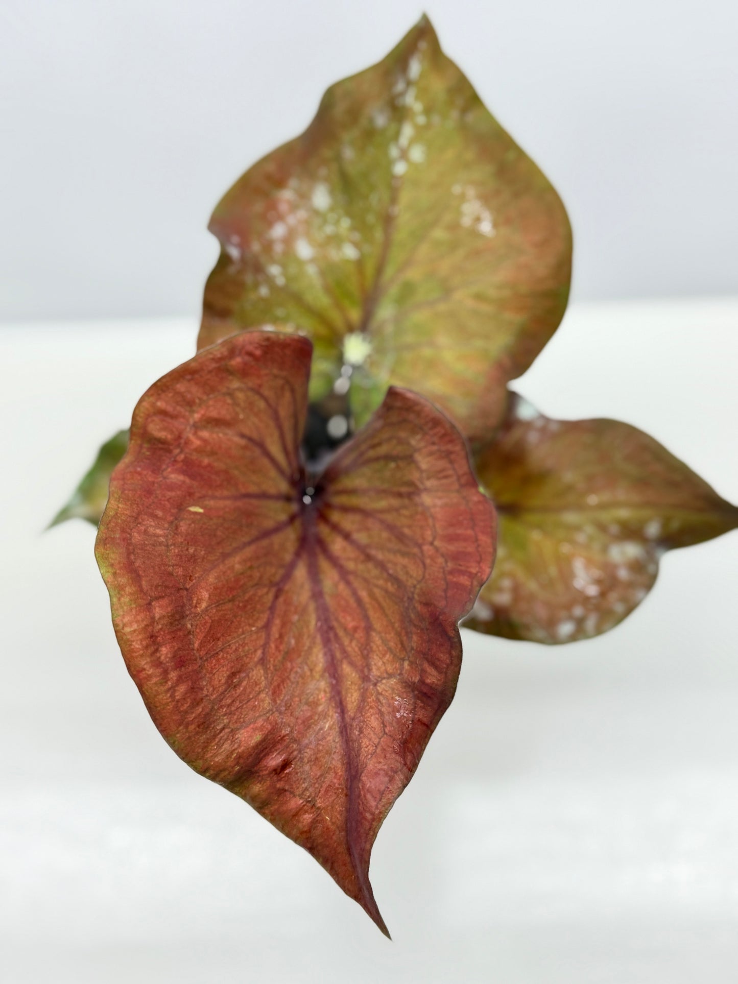 Caladium Ebony - Best Pick of the Crop!