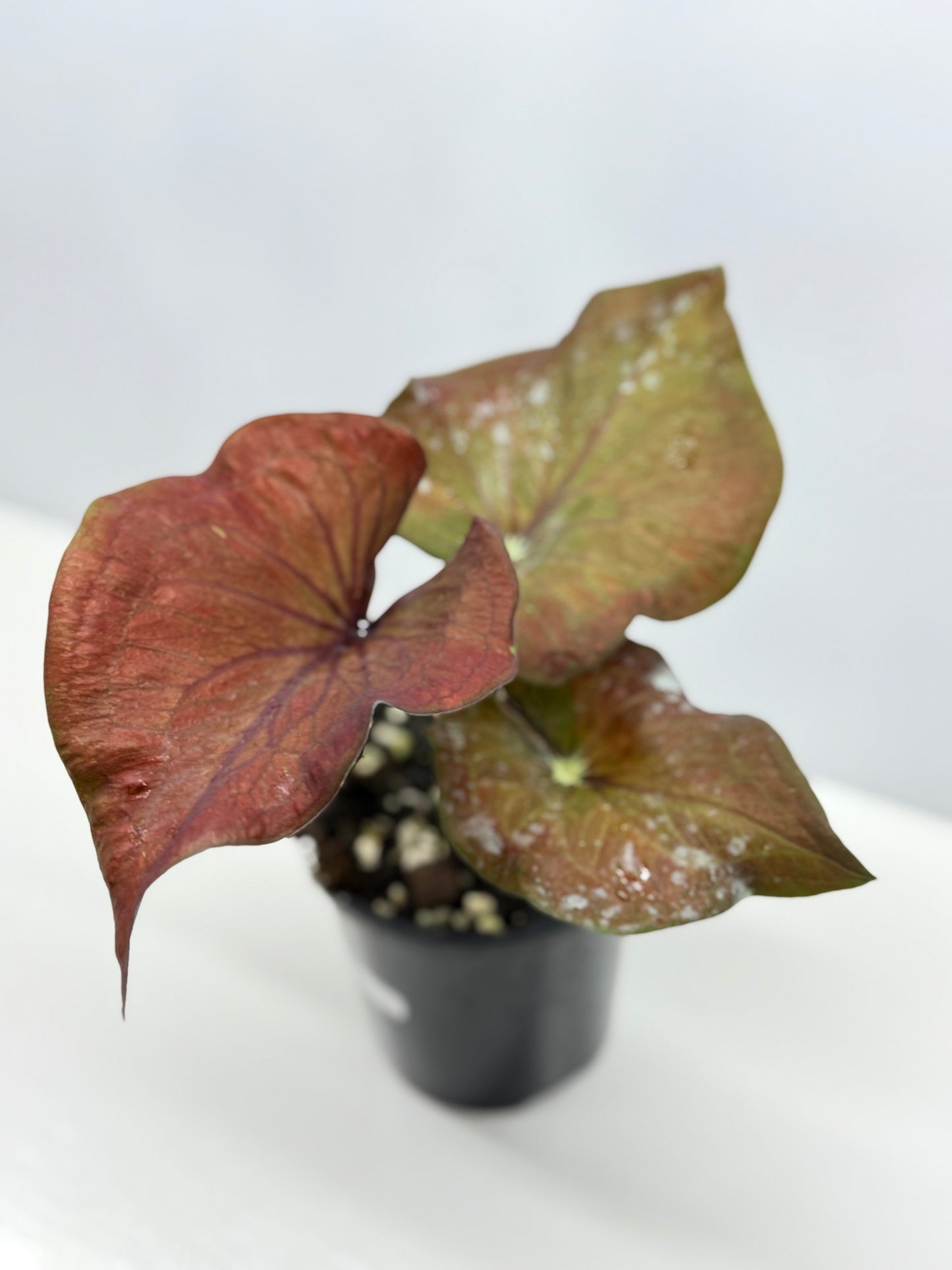Caladium Ebony - Best Pick of the Crop!