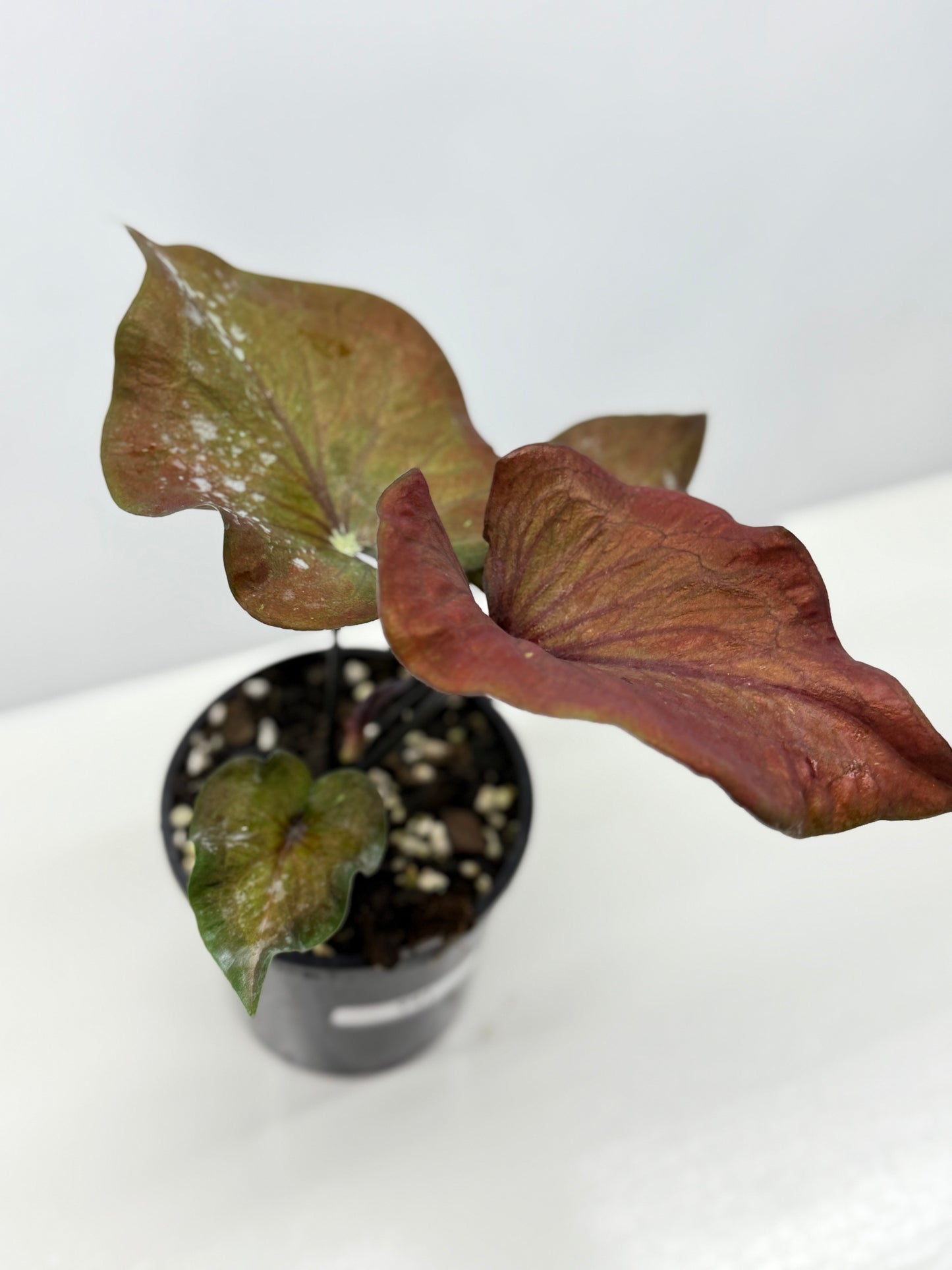 Caladium Ebony - Best Pick of the Crop!