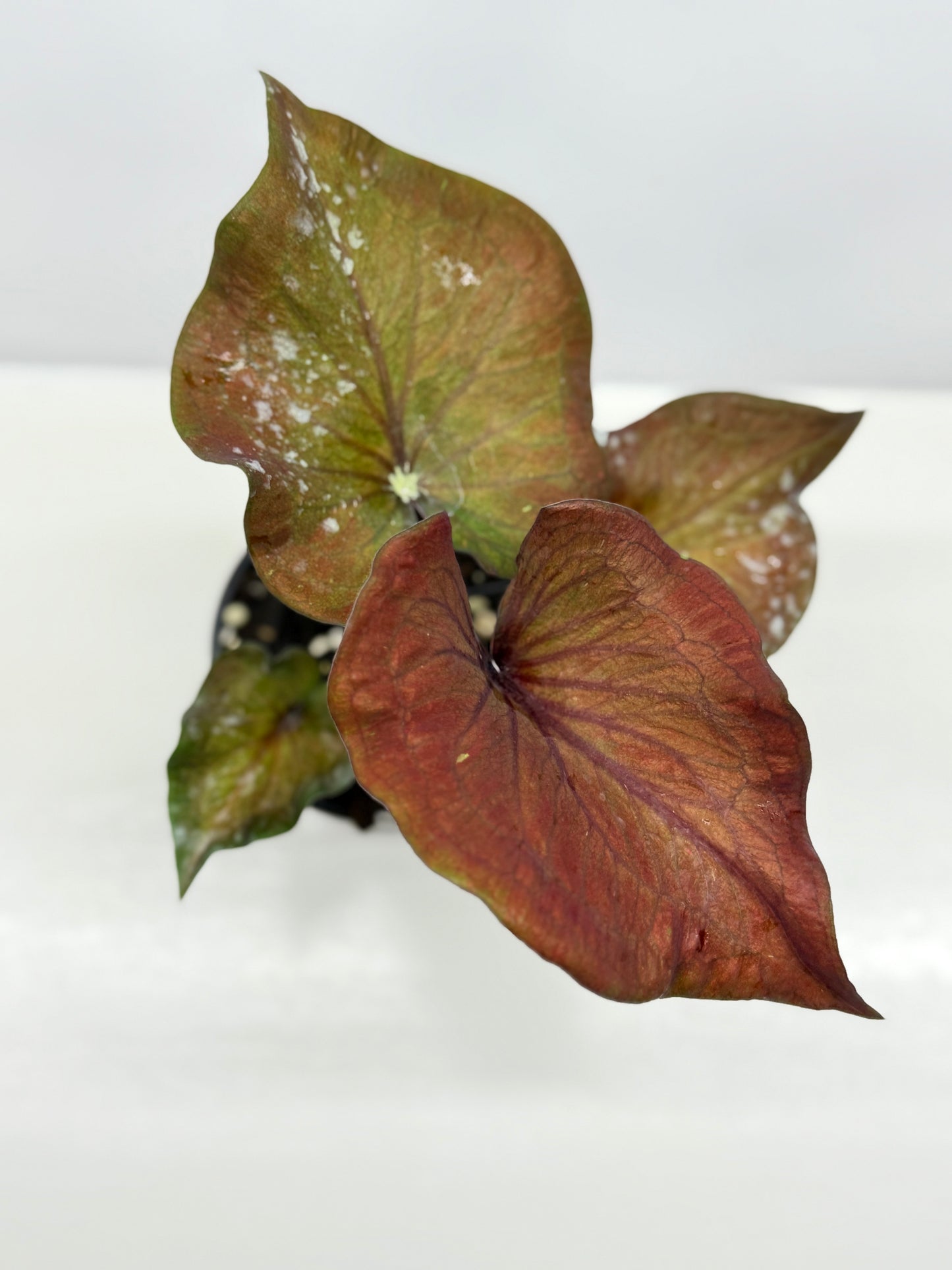 Caladium Ebony - Best Pick of the Crop!