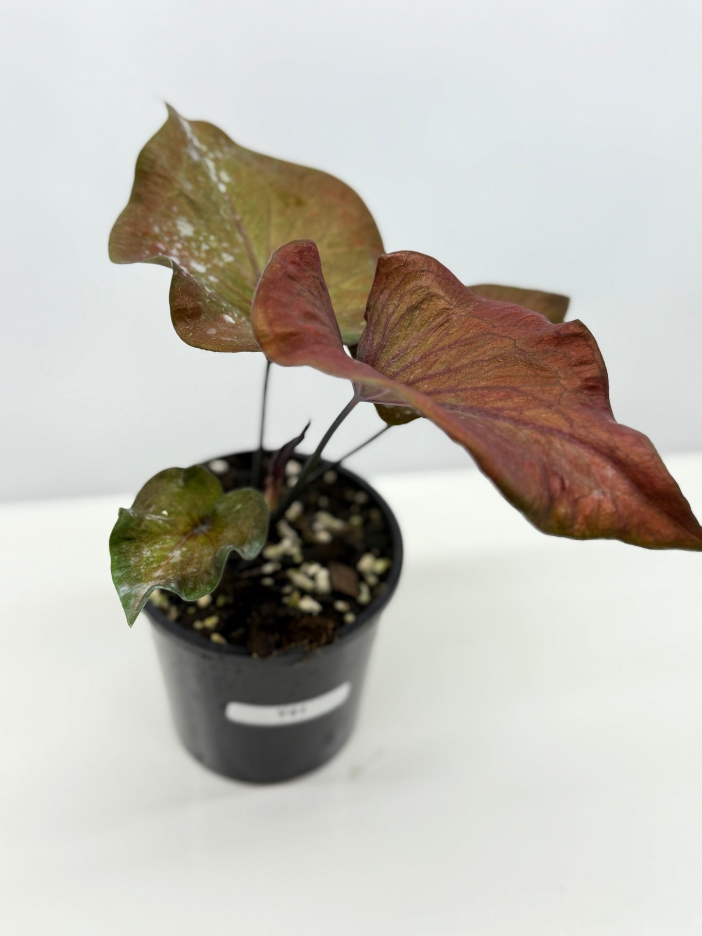 Caladium Ebony - Best Pick of the Crop!