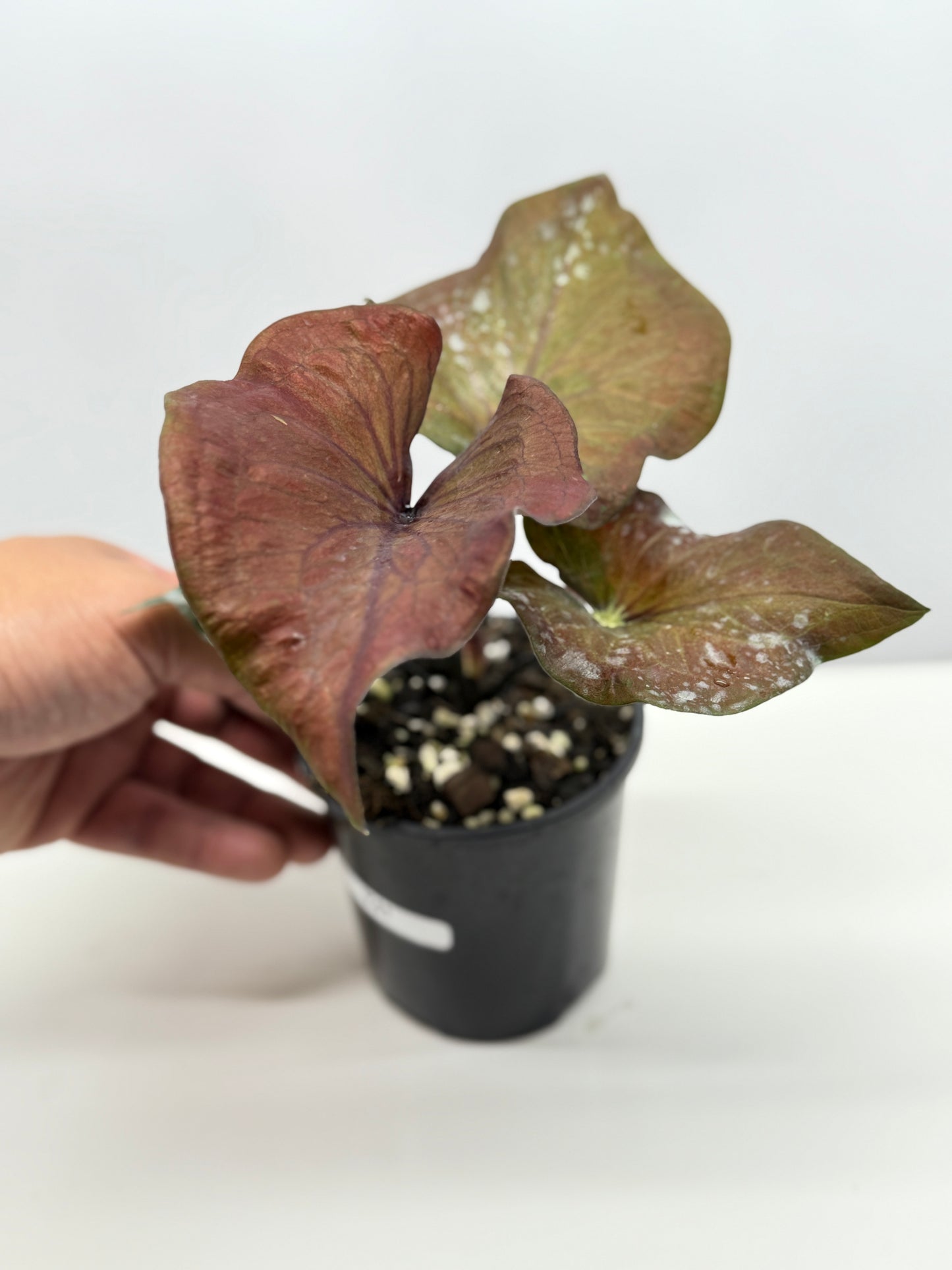 Caladium Ebony - Best Pick of the Crop!