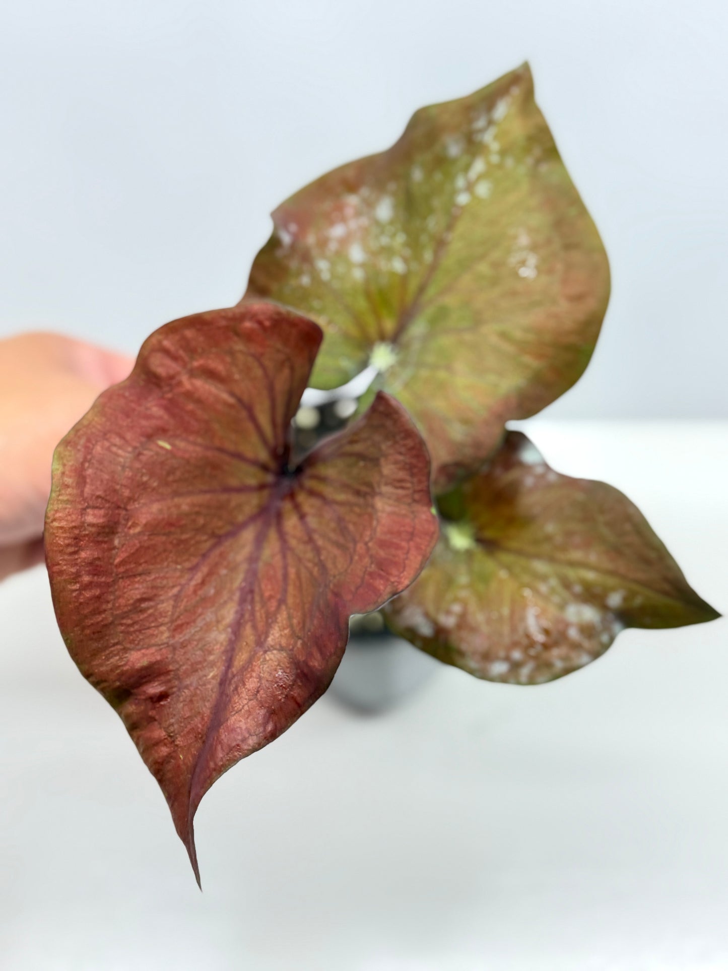 Caladium Ebony - Best Pick of the Crop!