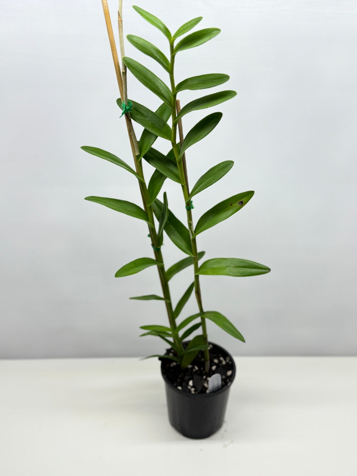 Epidendrum Wedding Valley Sakura Y42