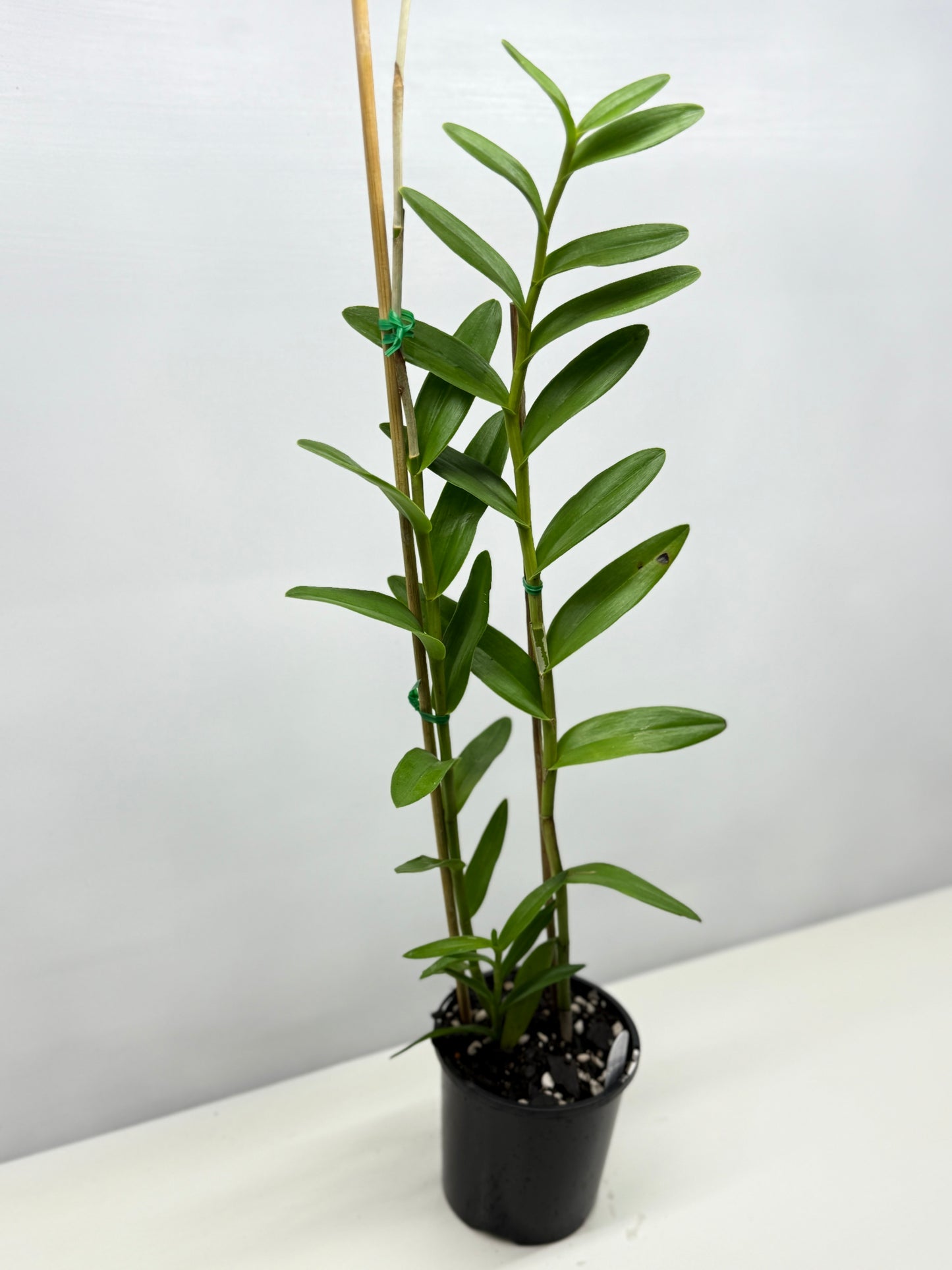 Epidendrum Wedding Valley Sakura Y42