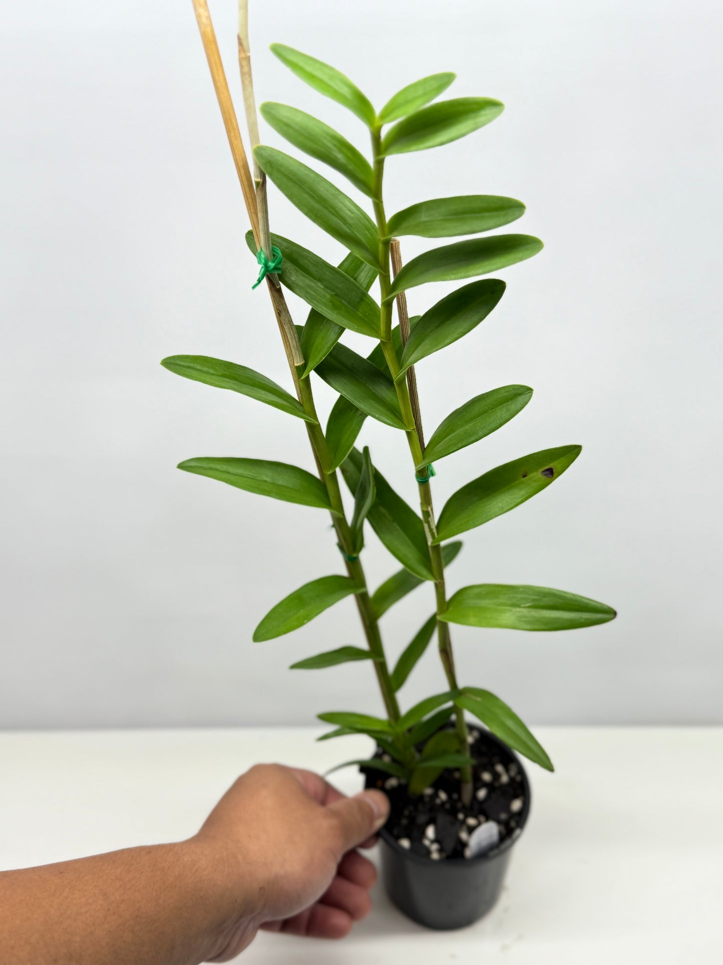 Epidendrum Wedding Valley Sakura Y42