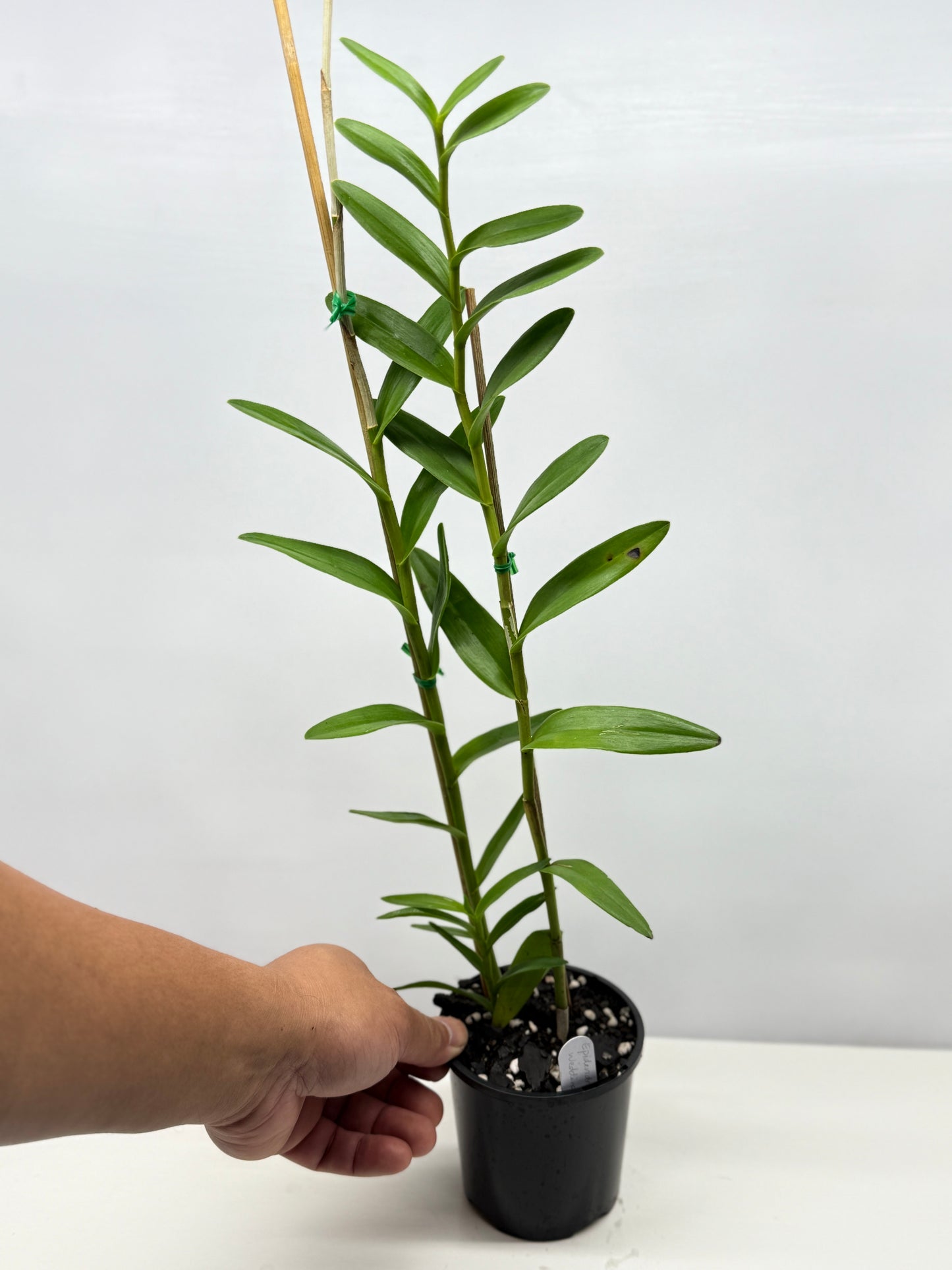 Epidendrum Wedding Valley Sakura Y42