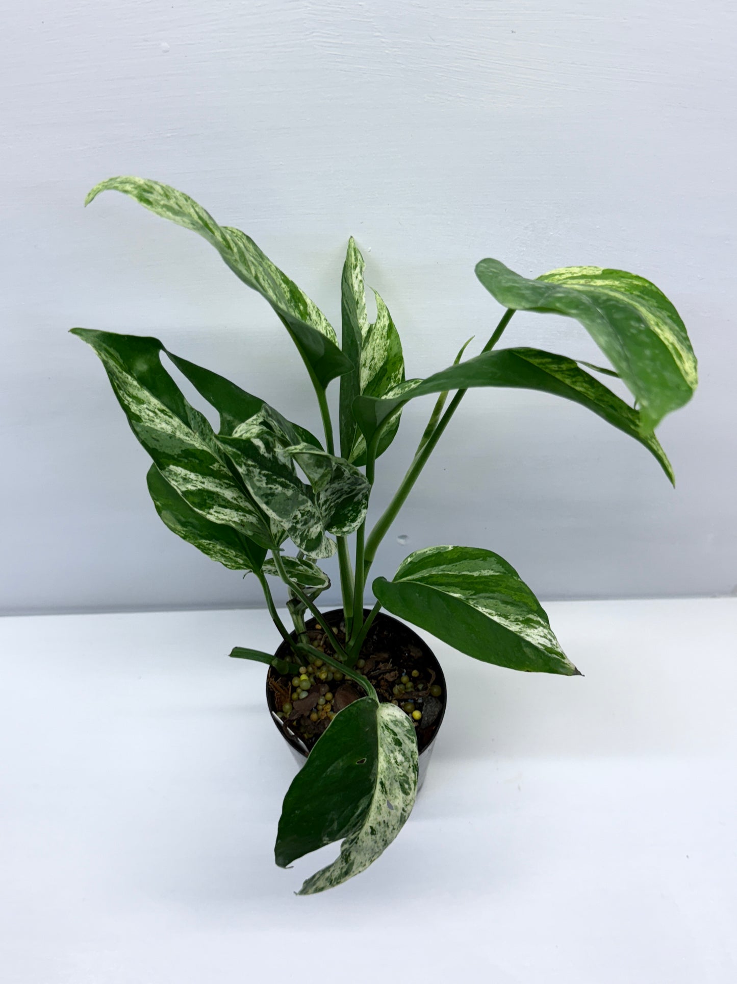 Epipremnum Pinnatum Marble Q25