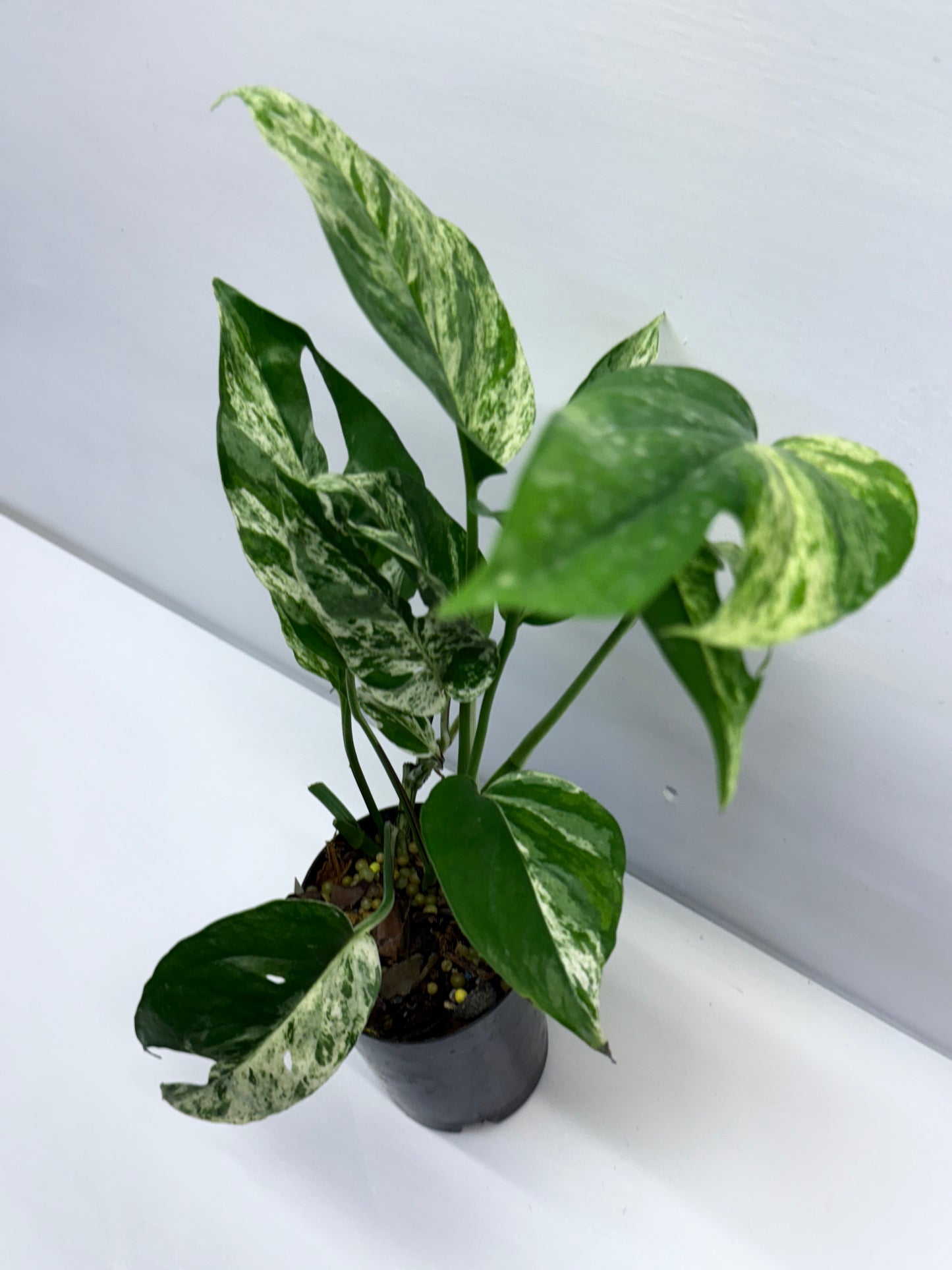 Epipremnum Pinnatum Marble Q25