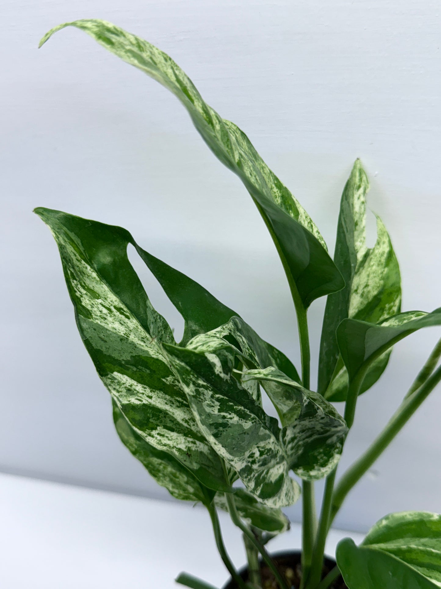 Epipremnum Pinnatum Marble Q25