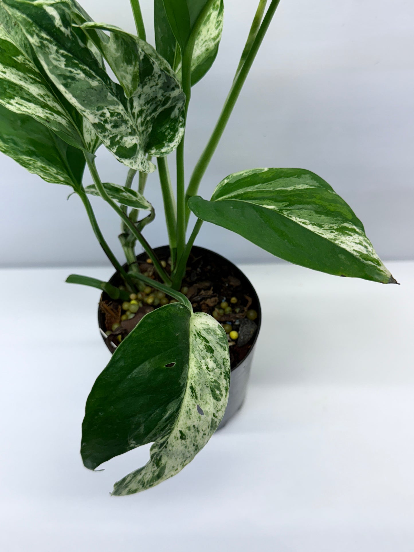Epipremnum Pinnatum Marble Q25