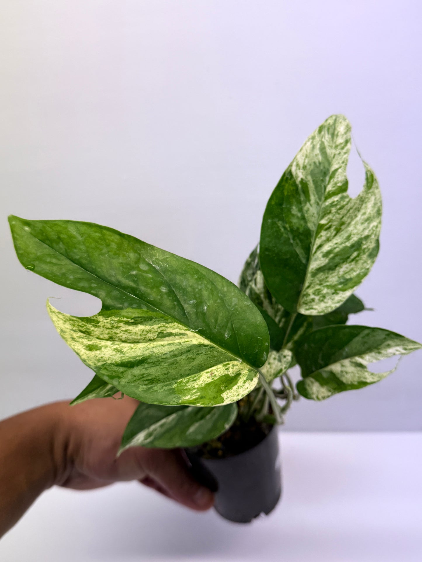 Epipremnum Pinnatum Marble Q25