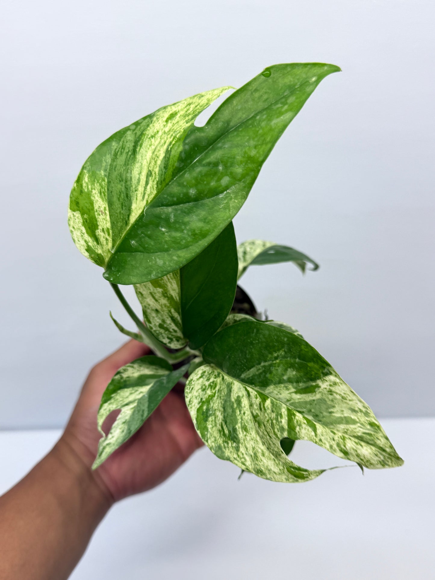 Epipremnum Pinnatum Marble Q25