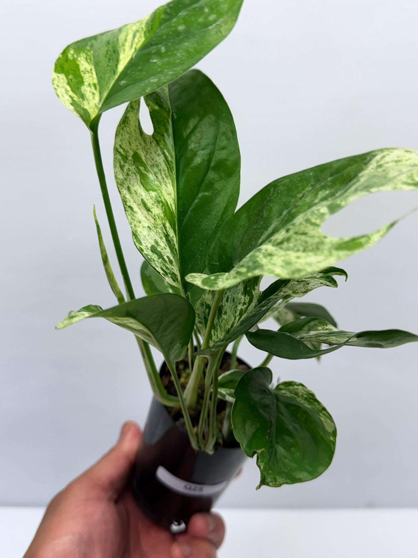 Epipremnum Pinnatum Marble Q25