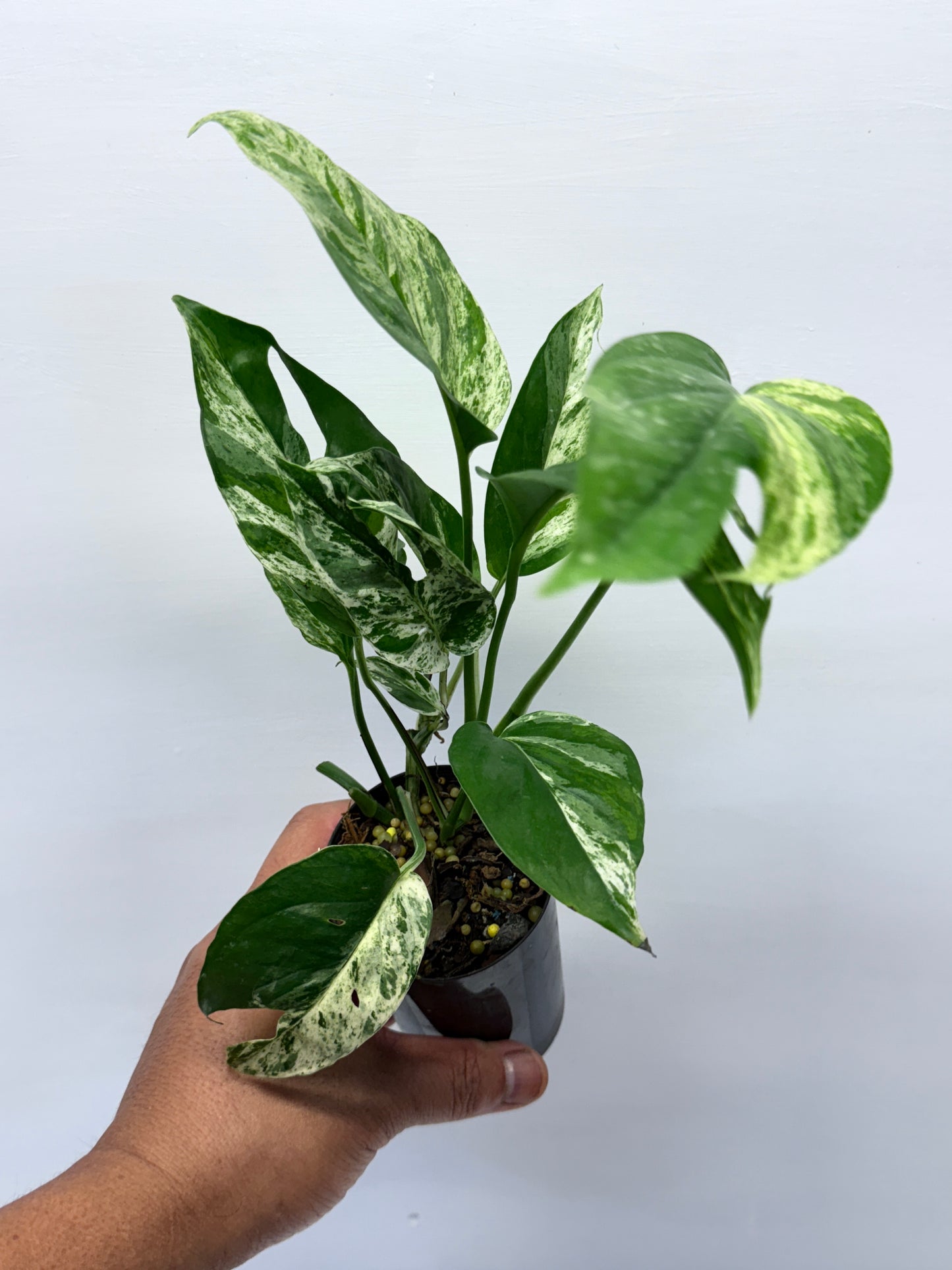 Epipremnum Pinnatum Marble Q25