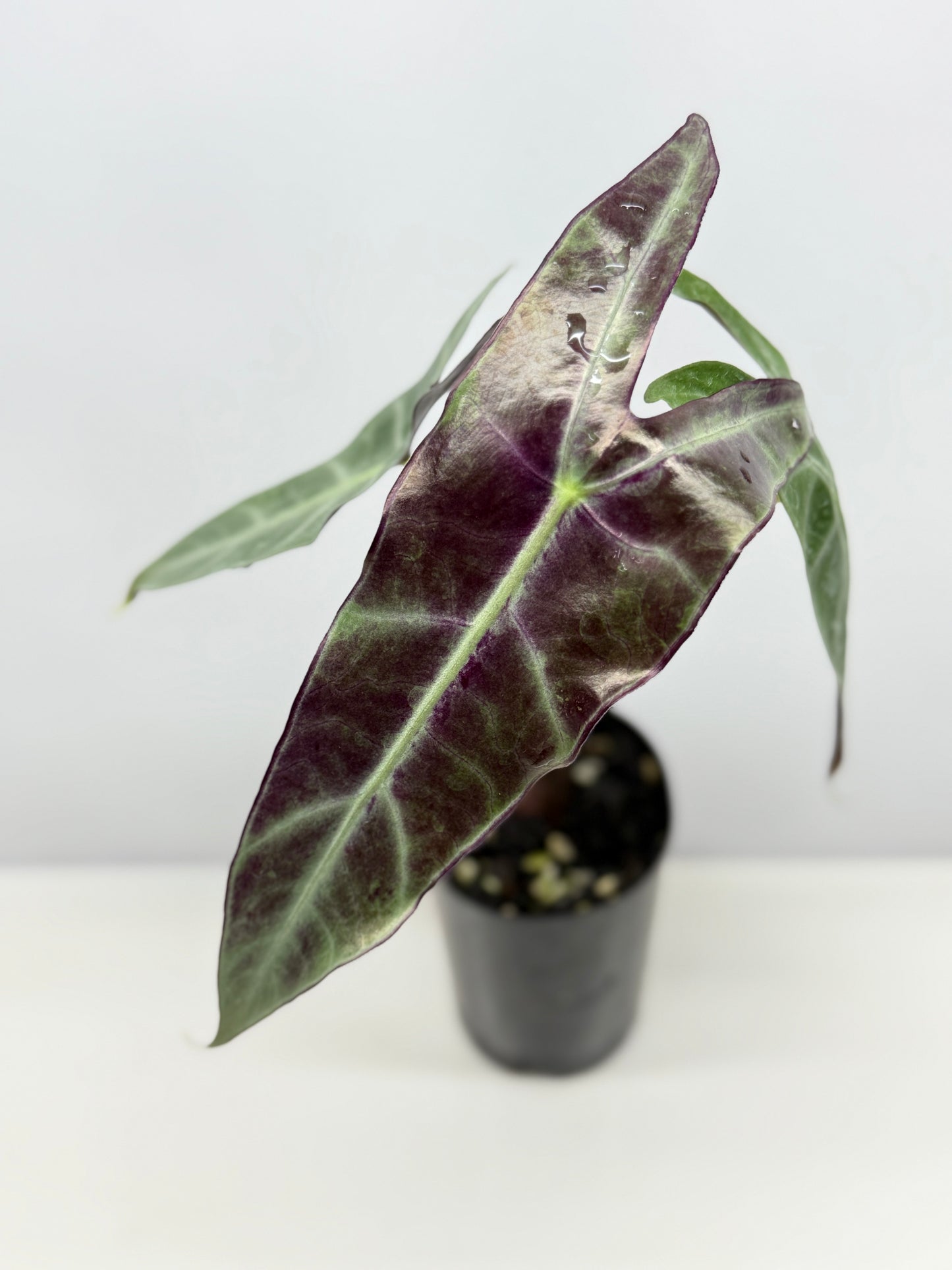 Alocasia Longiloba - Best Pick of the Crop!