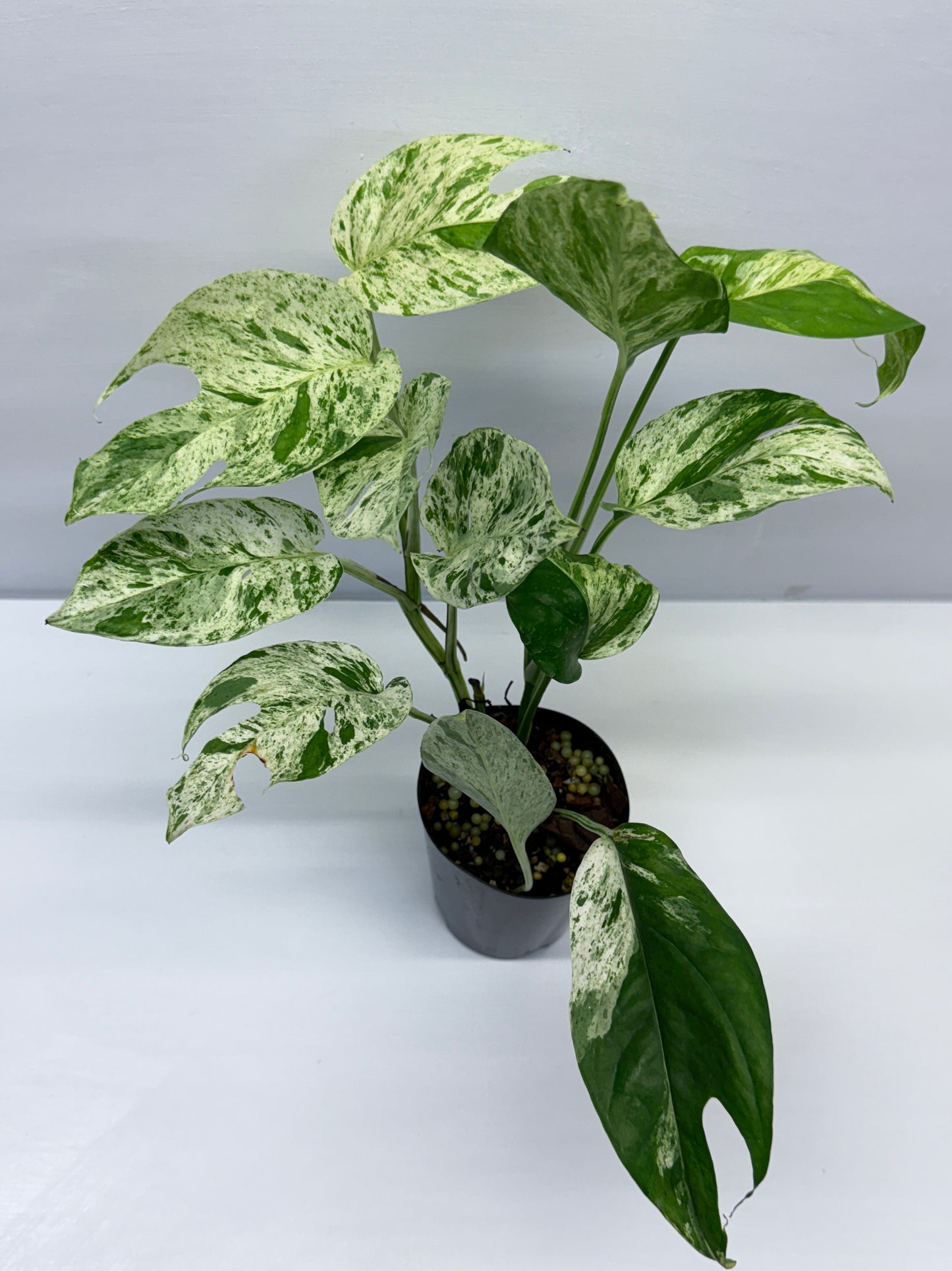 Epipremnum Pinnatum Marble Q26