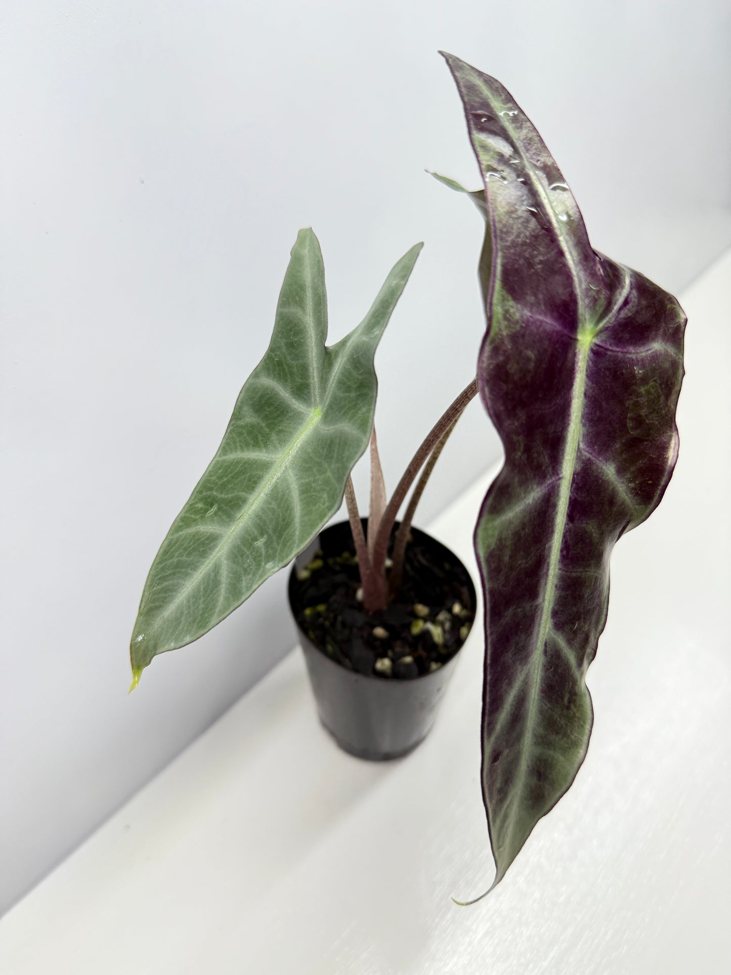 Alocasia Longiloba - Best Pick of the Crop!