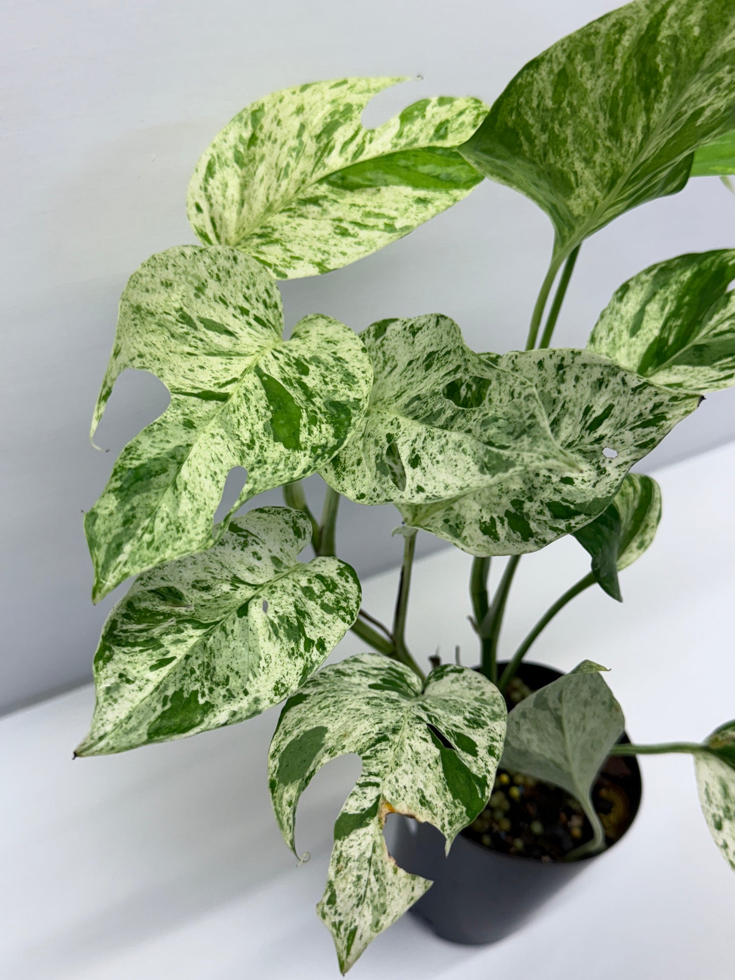 Epipremnum Pinnatum Marble Q26