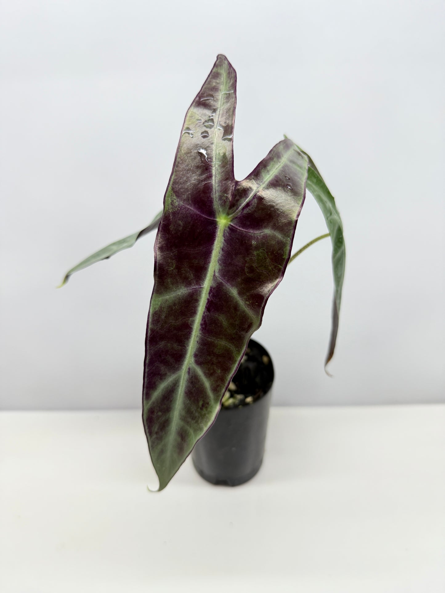 Alocasia Longiloba - Best Pick of the Crop!