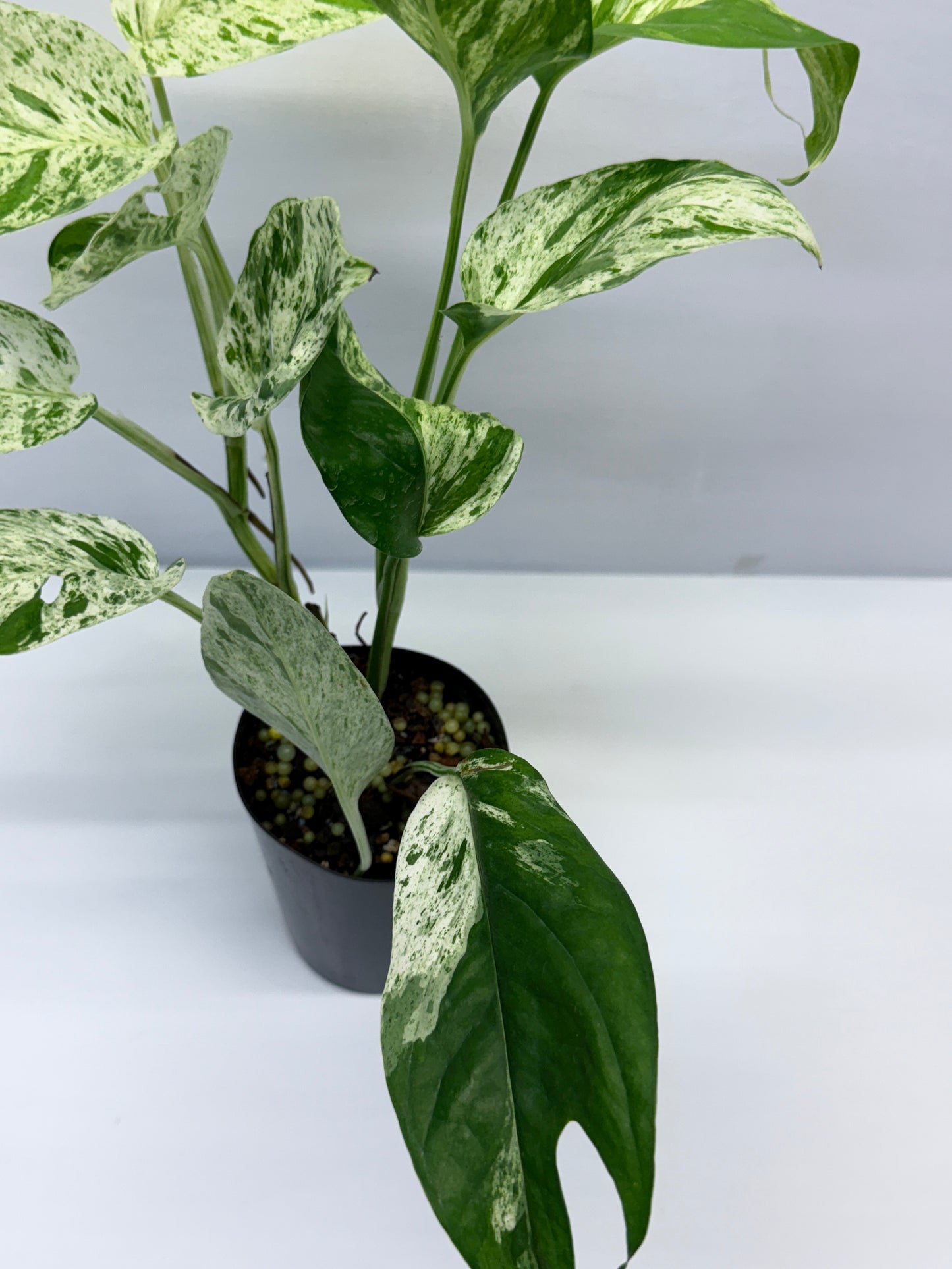 Epipremnum Pinnatum Marble Q26