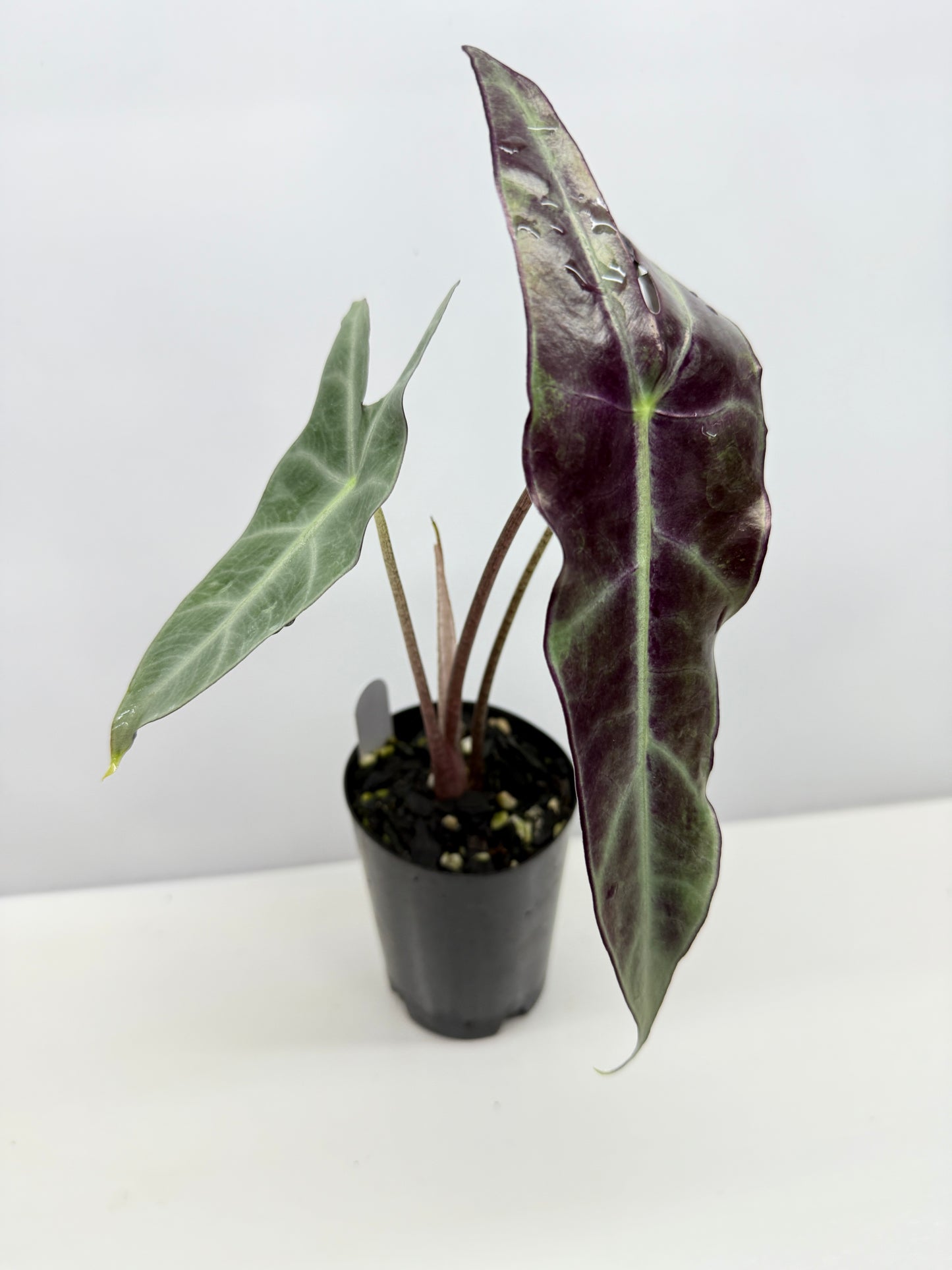 Alocasia Longiloba - Best Pick of the Crop!